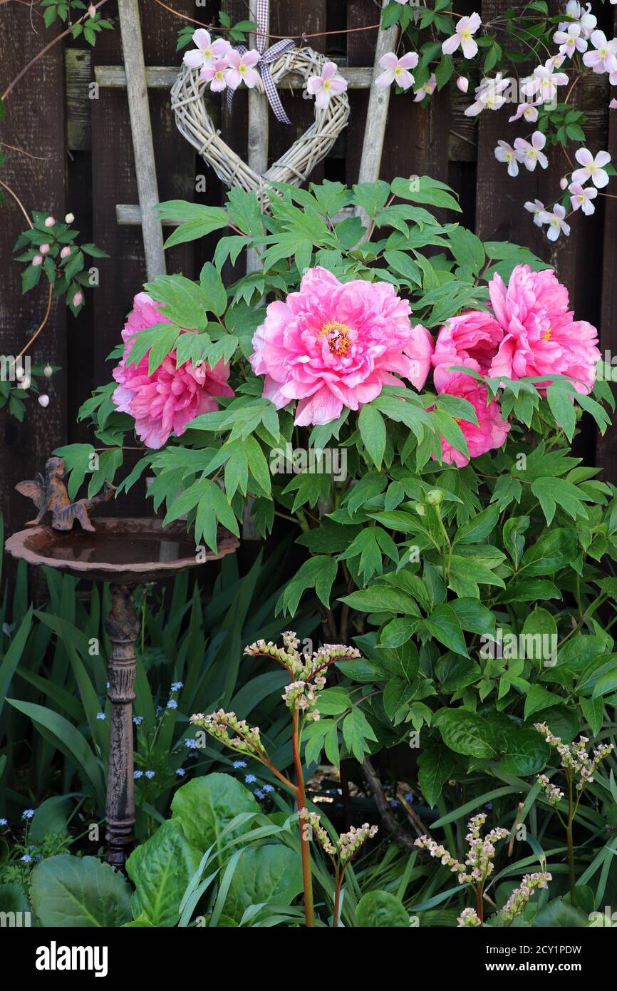 fiore di pony rosa paeonia suffruticosa e uccello annaffiatura luogo in giardino primaverile Foto Stock
