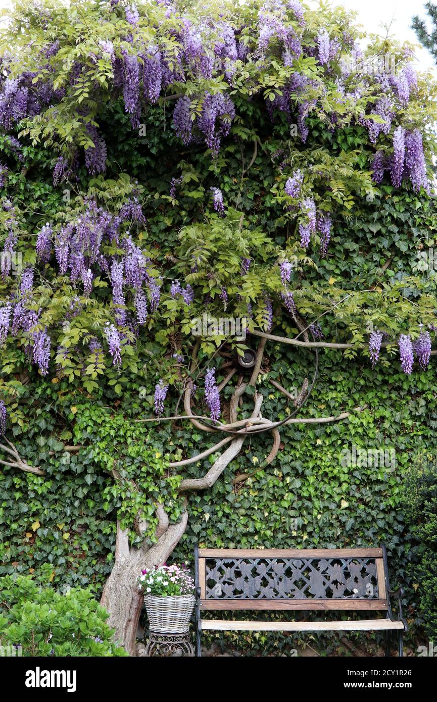 giardino in primavera con fiore di glicine e panca da giardino Foto Stock