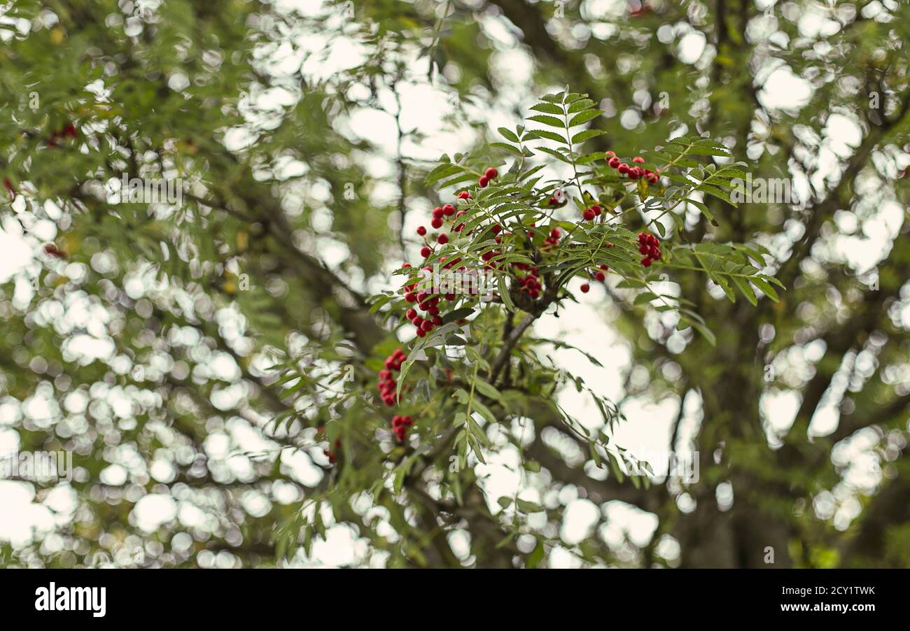 Un basso angolo di bacche rosse su una cenere di montagna albero in un parco Foto Stock