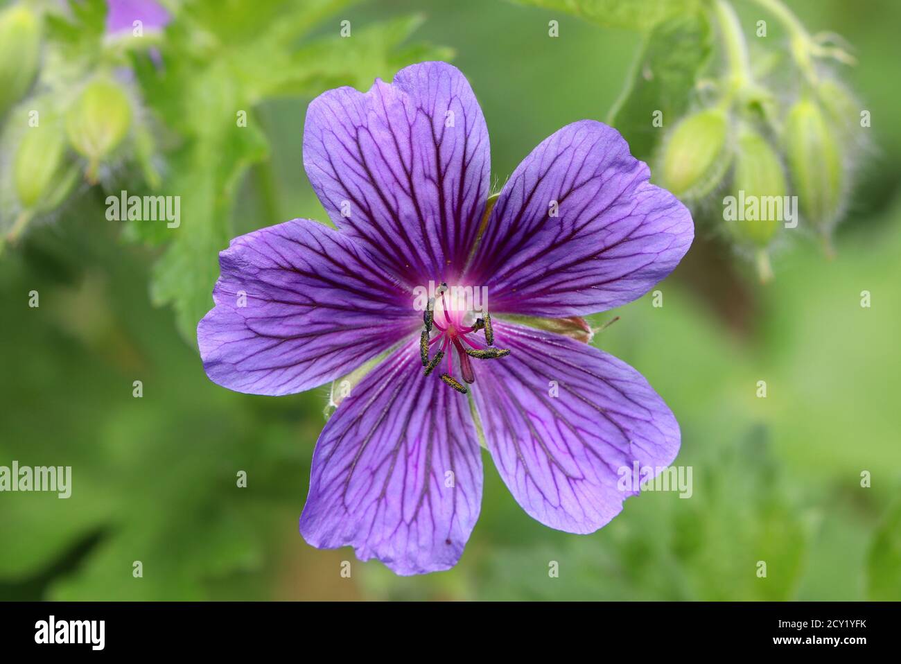 le gru bill fiore in viola macro Foto Stock