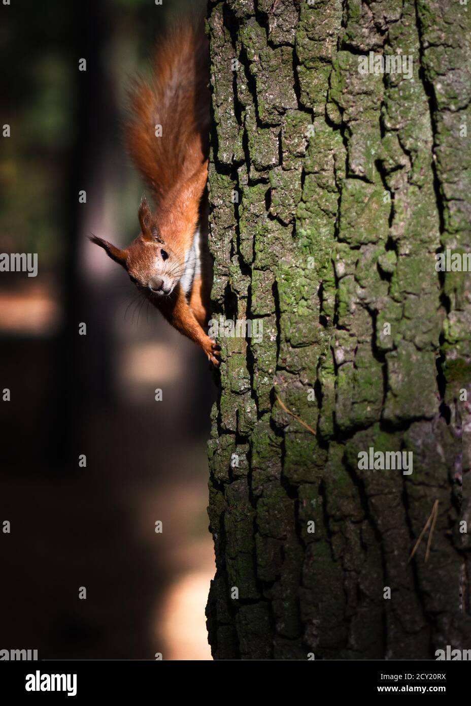 Curioso scoiattolo rosso soffio sul tronco dell'albero nel parco. Scoiattolo rosso eurasiatico in luce solare soffusa sullo sfondo della corteccia dell'albero. Primo piano Foto Stock