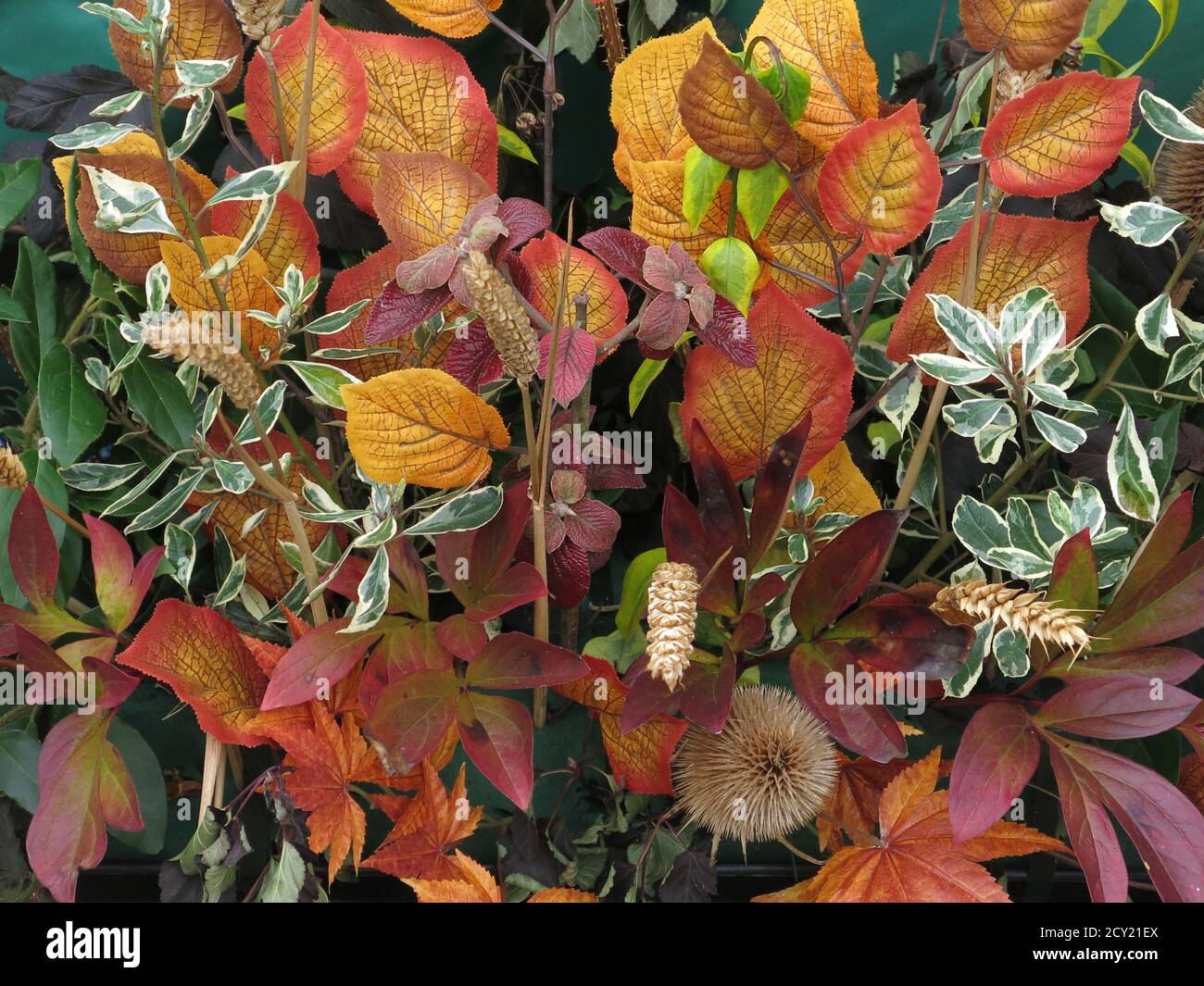 Una foto per l'autunno: Una disposizione floreale di foglie e foglie in colori autunnali con ricchi arancioni, oro, borgogna e bronzo. Foto Stock