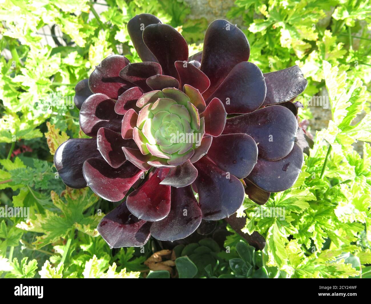 Primo piano di un aeonio viola scuro (albero houseleek), un succulente cresciuto per la sua rosetta scultorea di foglie carnose. Foto Stock