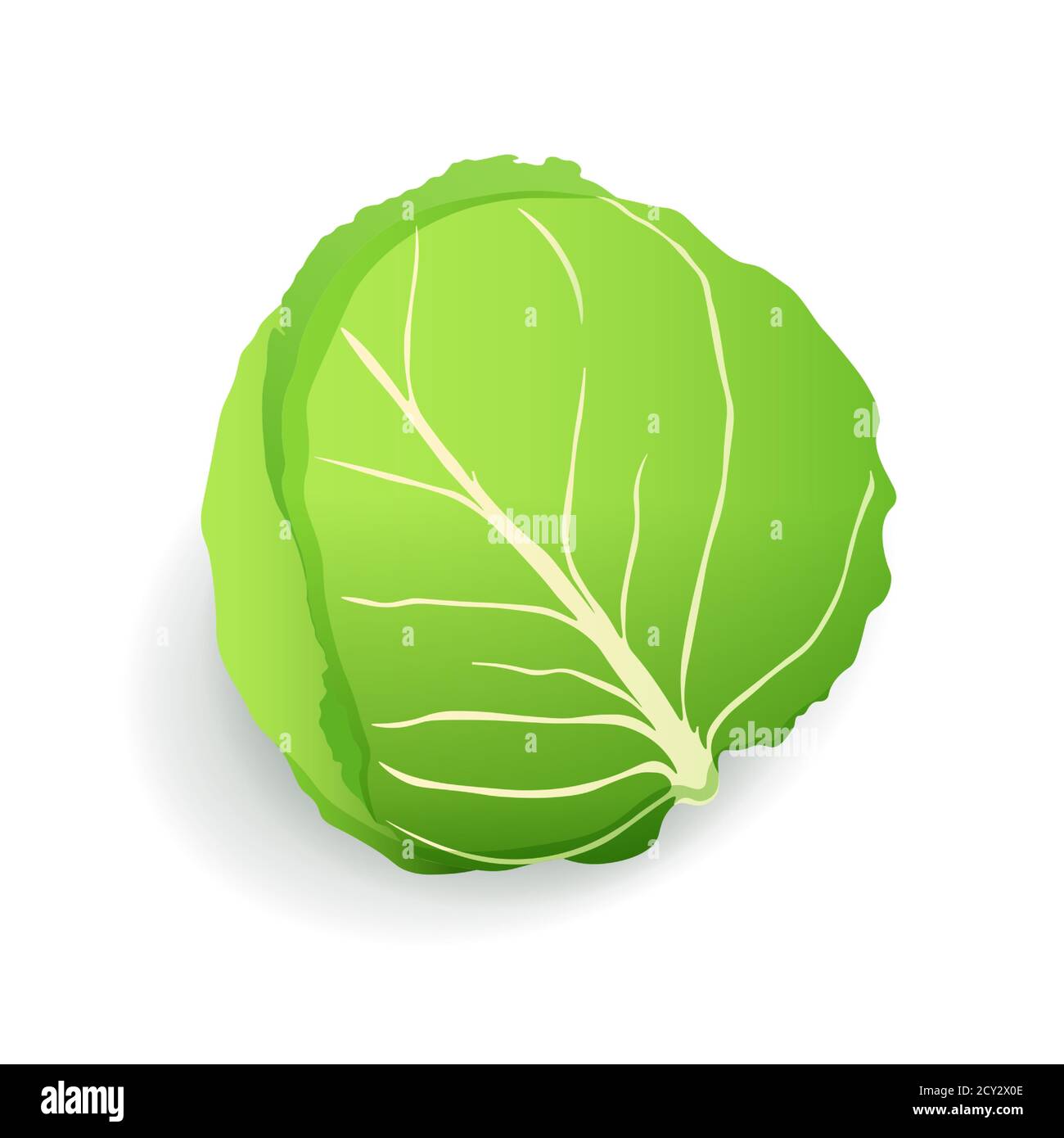 Icona di cavolo verde isolato, fresco fattoria sano cibo organico, verdure, illustrazione vettoriale. Illustrazione Vettoriale