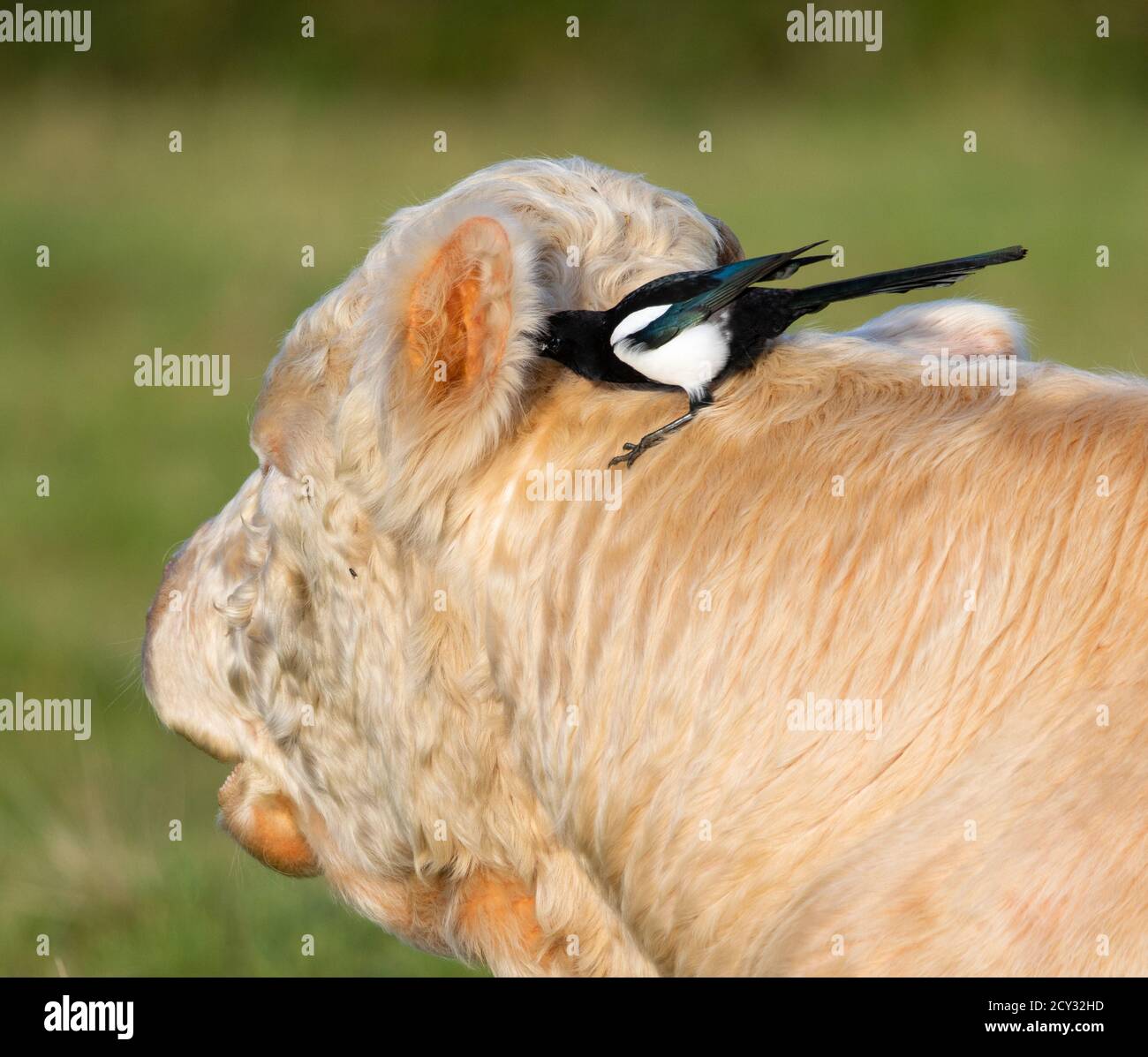 Magpie su un toro nelle colline Cotswold alla ricerca insetti per nutrire su Foto Stock