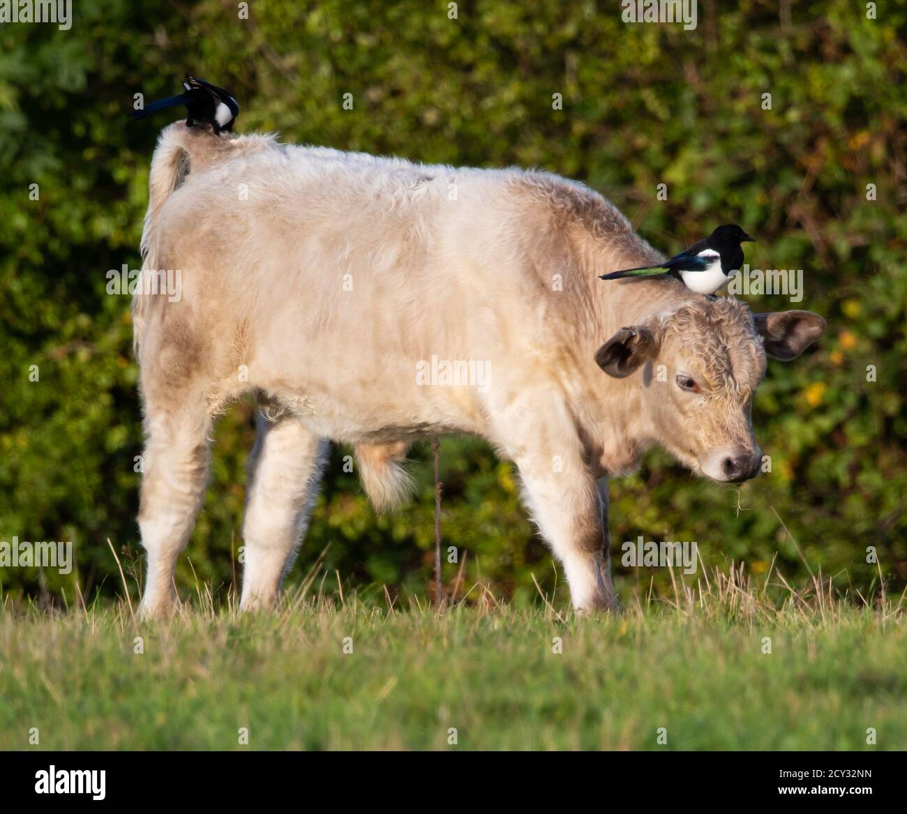 Magpie su un toro nelle colline Cotswold alla ricerca insetti per nutrire su Foto Stock