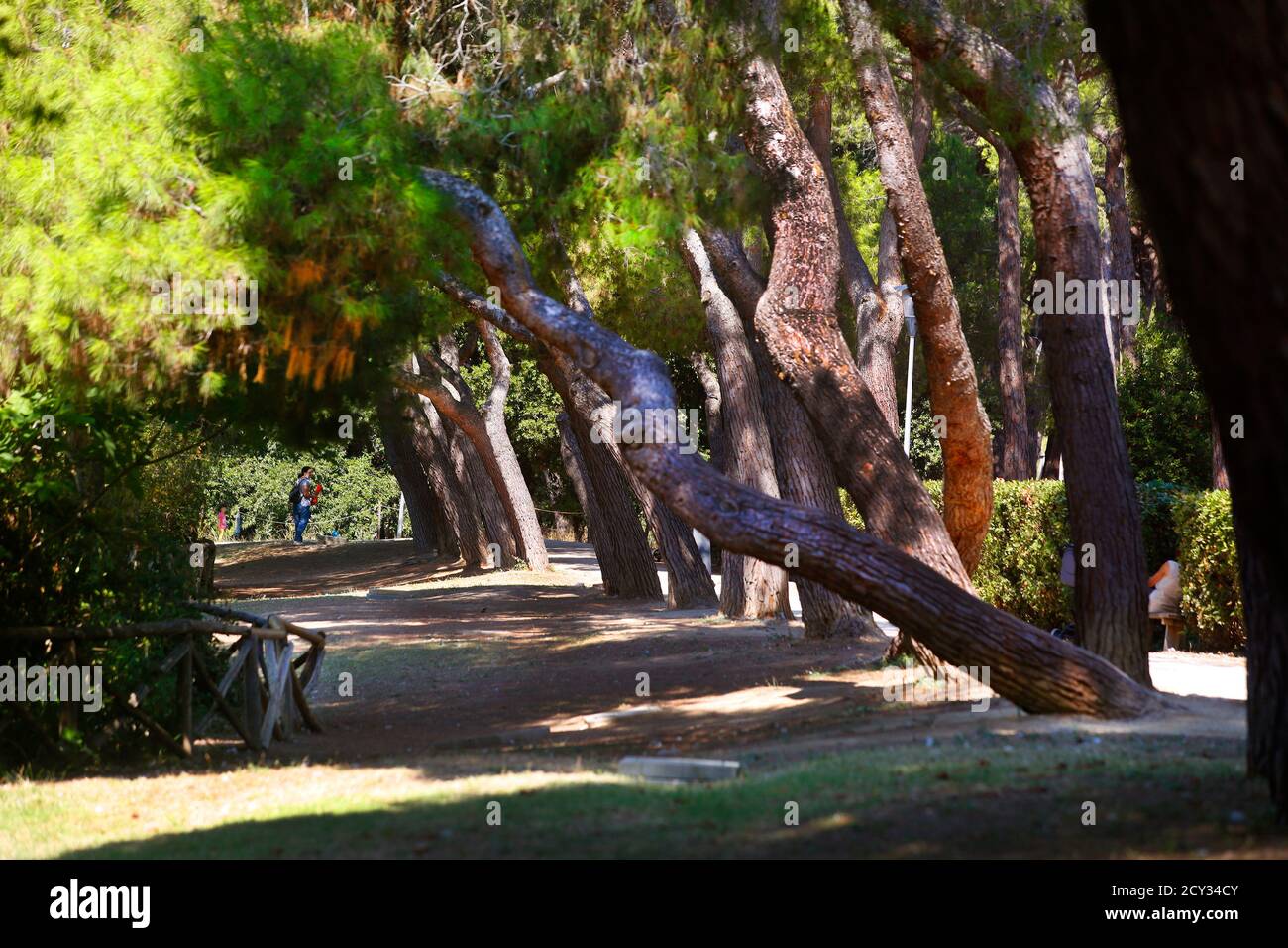 Riserva naturale Pineta Dannunziana o Parco D'Avalos a Pescara, Italia Foto  stock - Alamy
