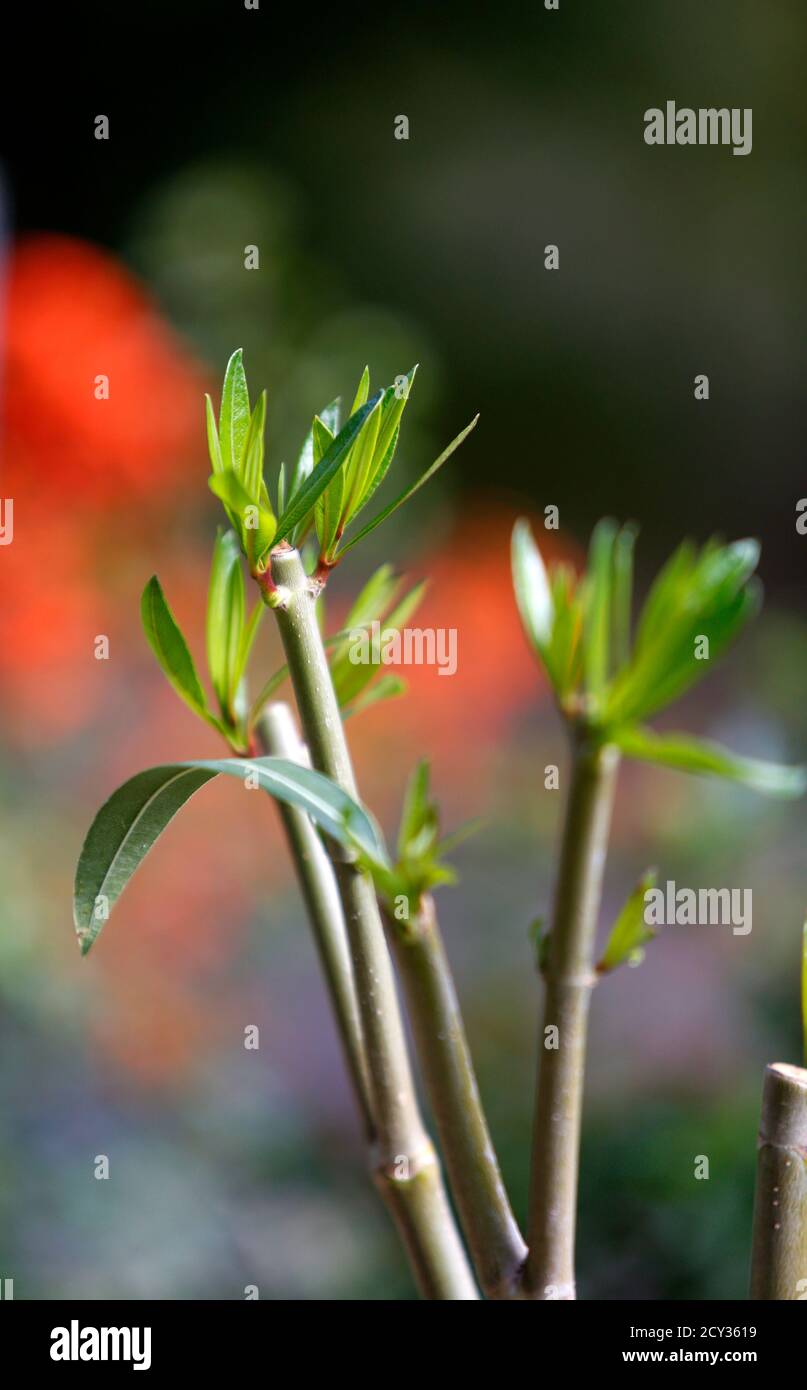 Cespuglio di Oleander potato che mostra nuovi germogli. Foto Stock