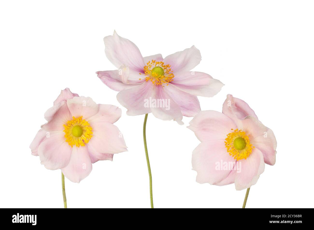 Tre fiori di anemone isolati contro il bianco Foto Stock