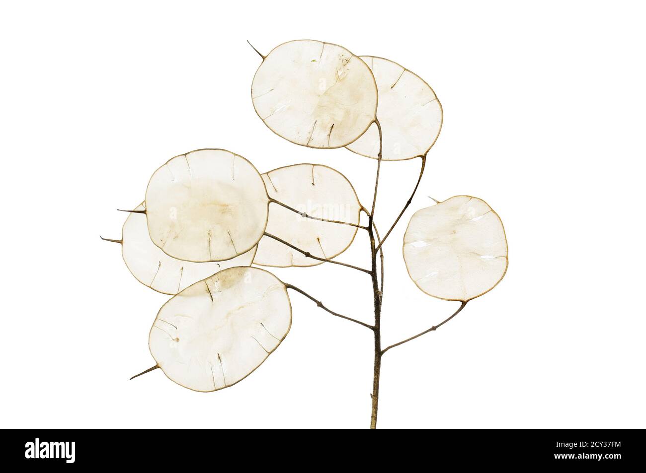 Onestà annuale, Lunaria annua, membrane in silicolo isolate contro il bianco Foto Stock