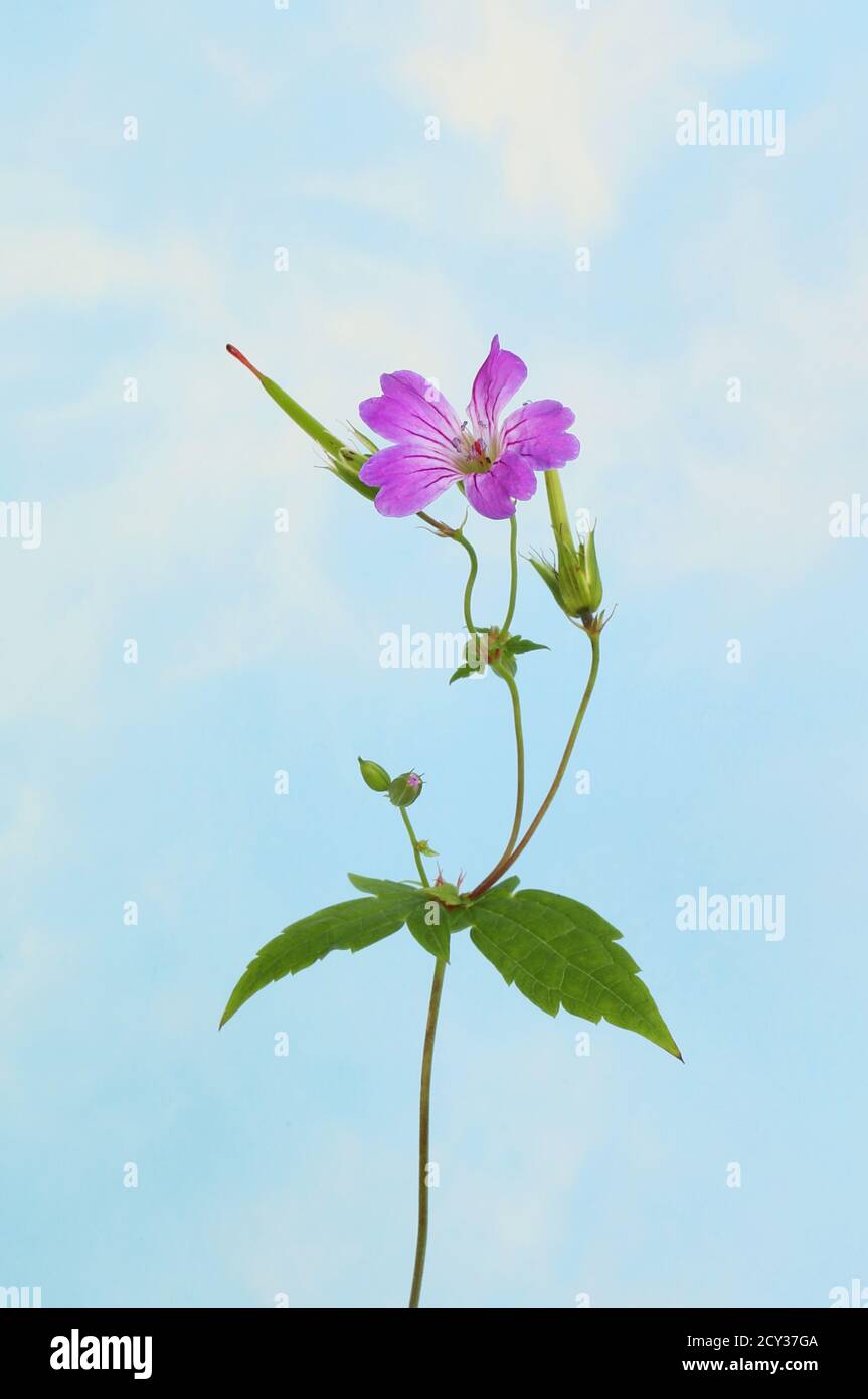 Viola gru-becco geranio fiore e fogliame contro un cielo blu Foto Stock