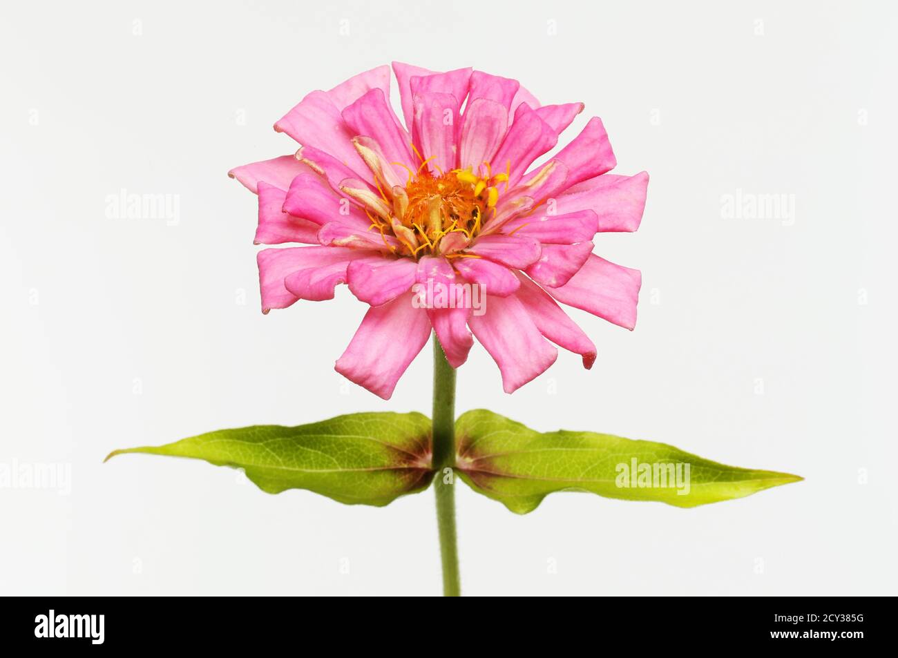 Pink zinnia fiore e fogliame isolato contro bianco Foto Stock