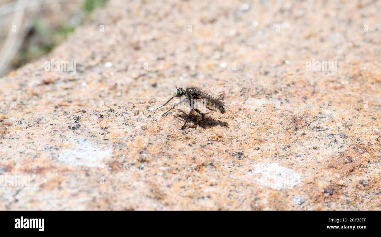 Una mosca Robber nel genere Cyrtopogon arroccato su un Rock in Colorado Foto Stock