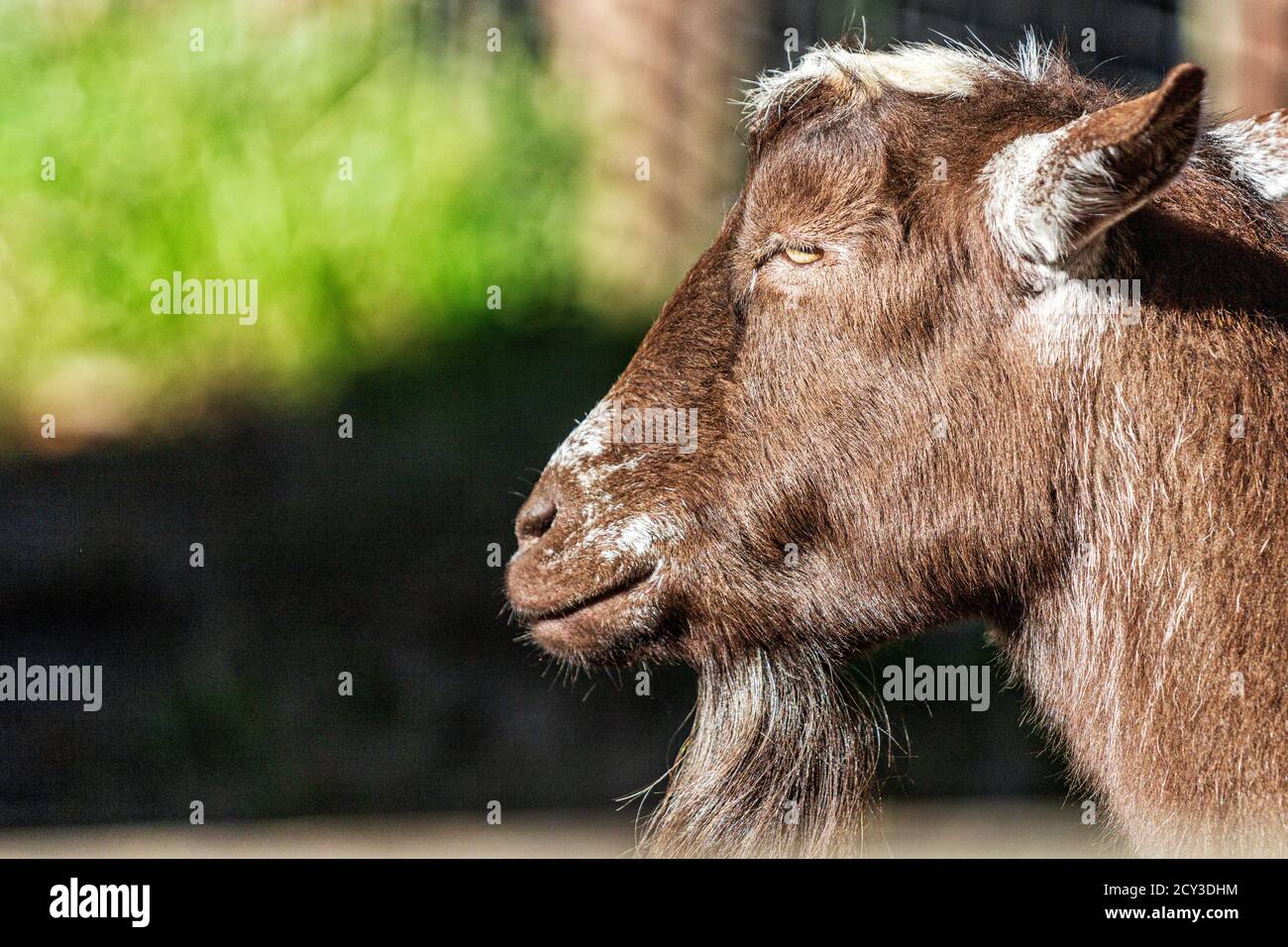 Questa capra bruna rossastra (Capra aegagrus hircus) visto nel profilo sport una barba del collo piacevole. Foto Stock