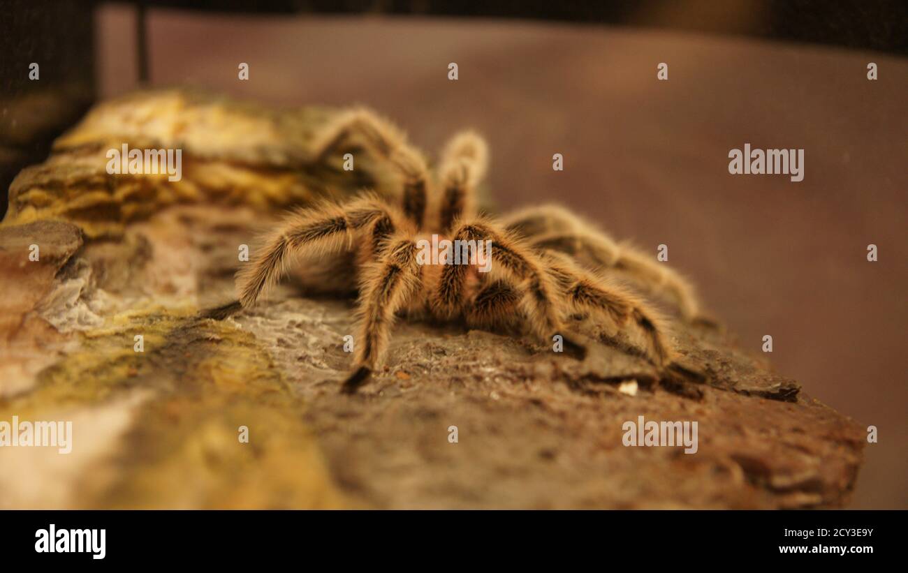 Ragno Foto Stock