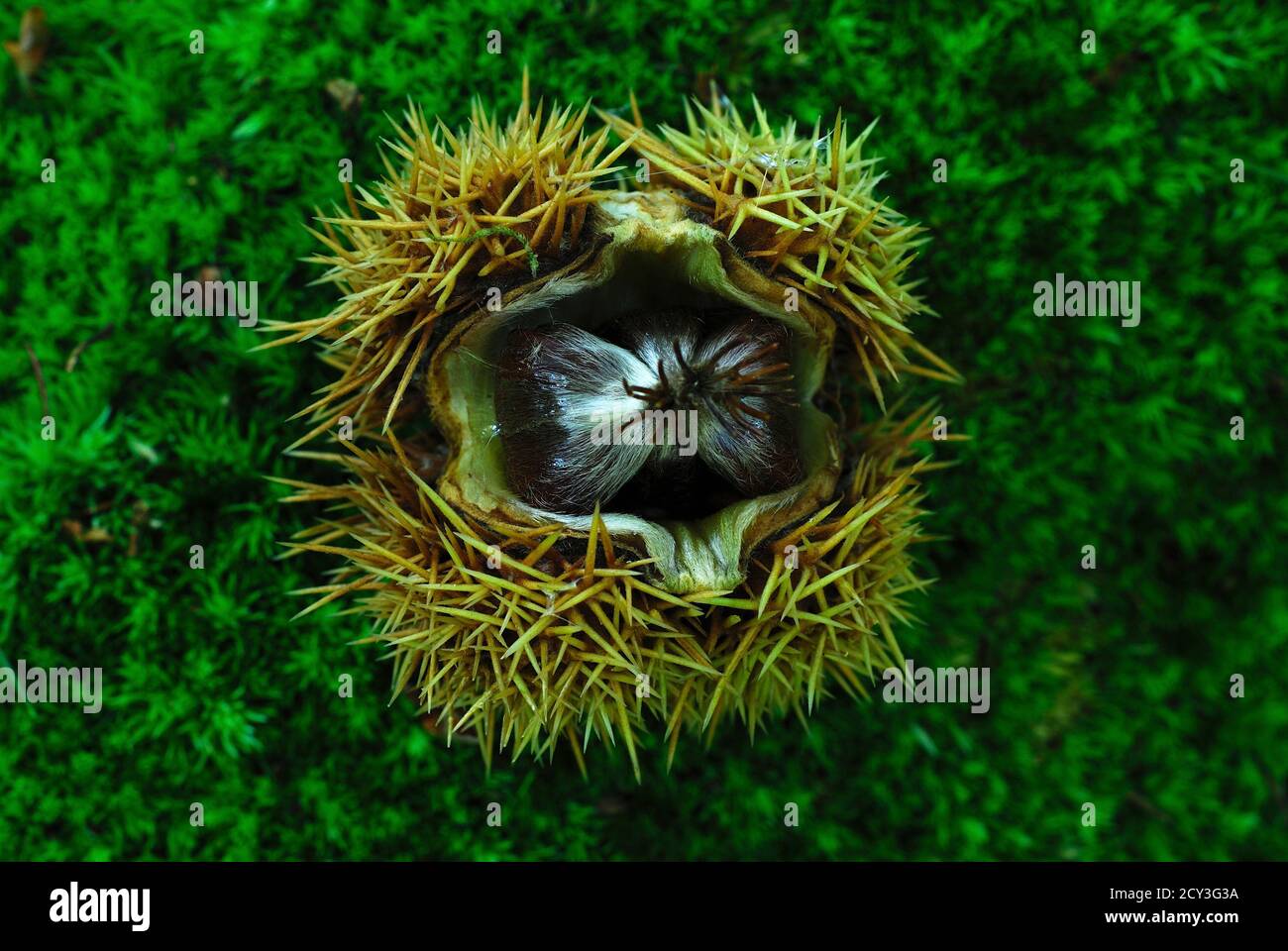 Castagne dolci in cialda di muschio. Foto Stock