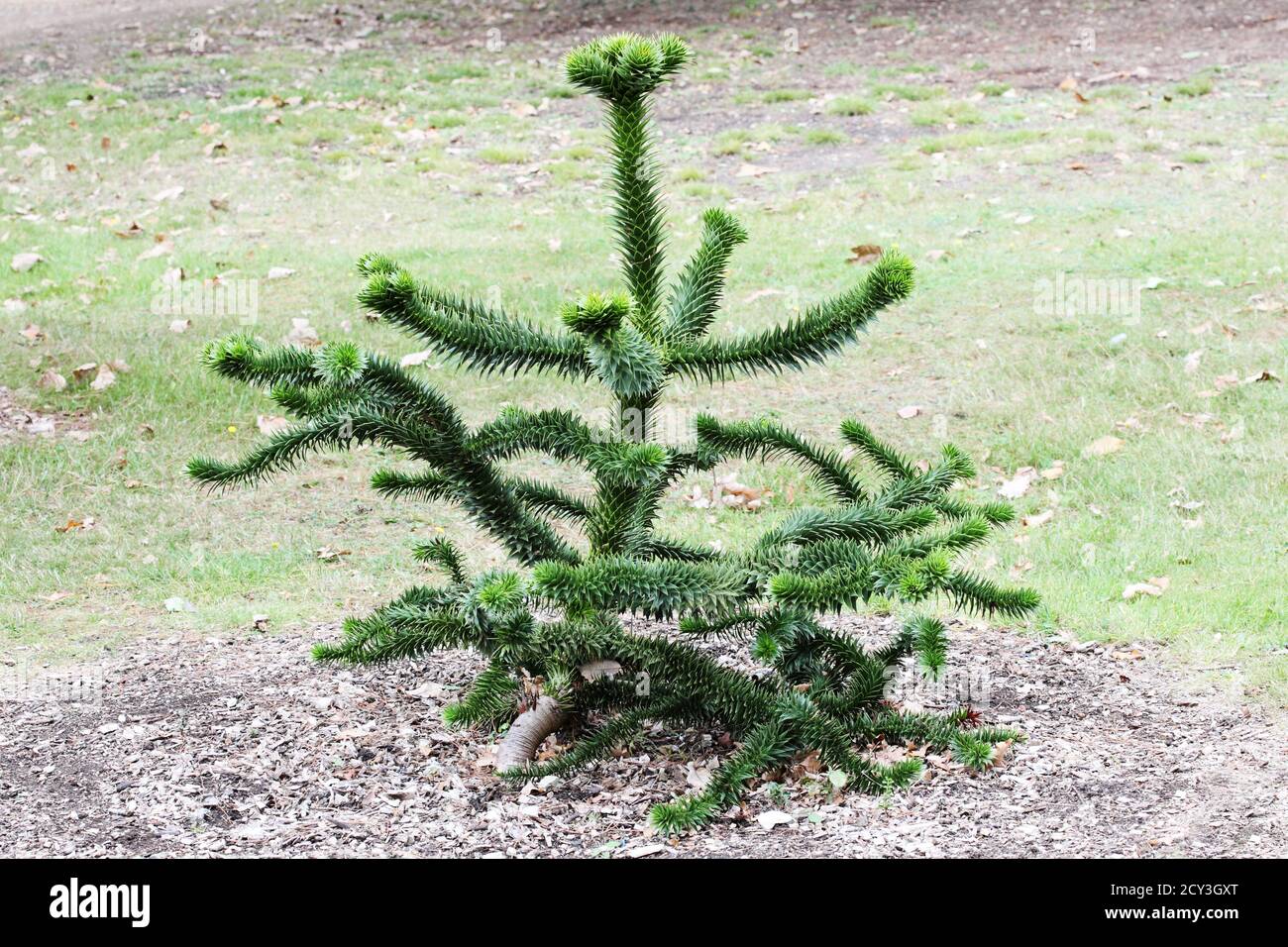 Scimmia albero Puzzle Araucaria araucana, pinonero, pewen o pino cileno. Albero Evergreen. Foto Stock