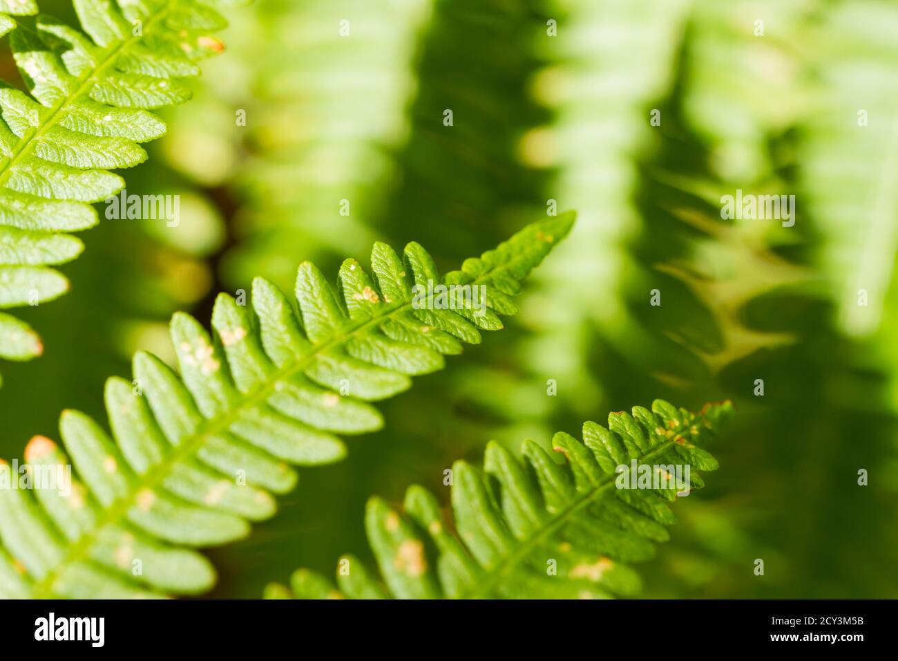 Fern Plant lascia macro closeup astratto, Inghilterra, Regno Unito Foto Stock