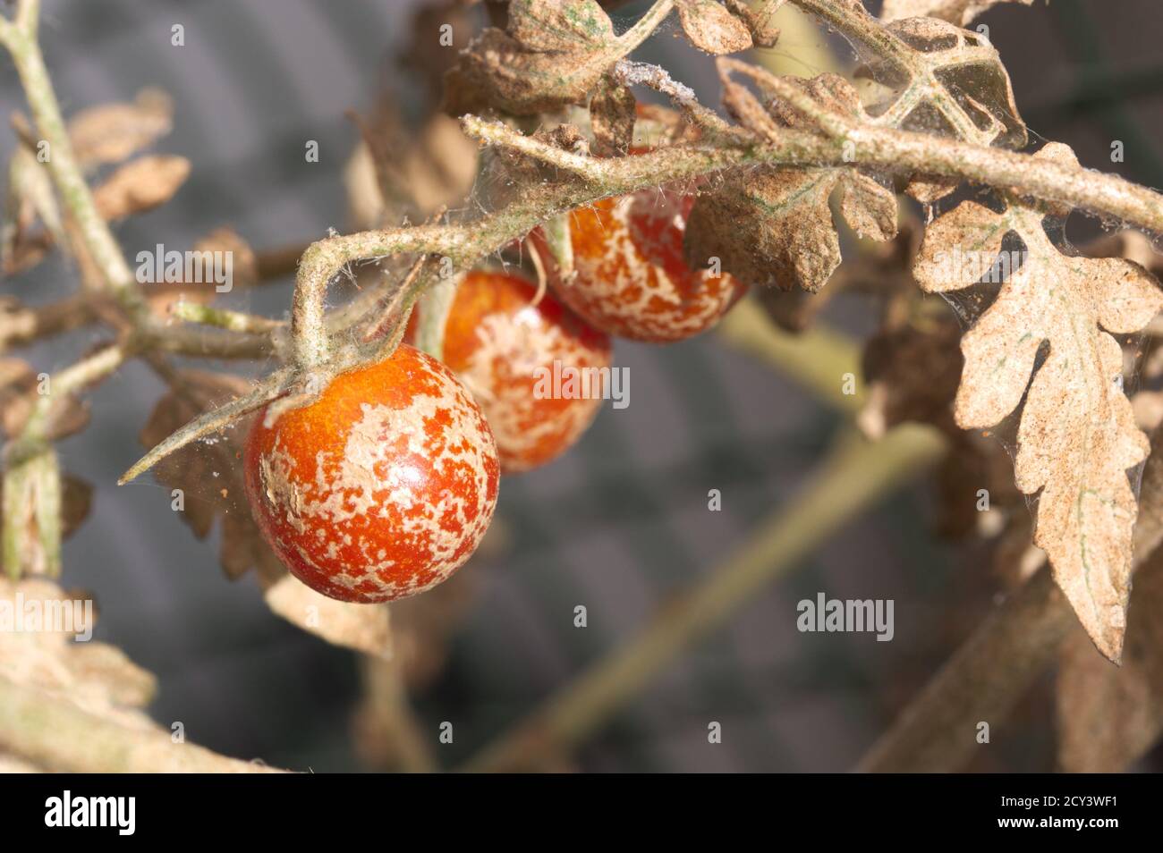 Primo piano di alcuni pomodori ciliegini affetti da una malattia correlata al ragno acaro Foto Stock