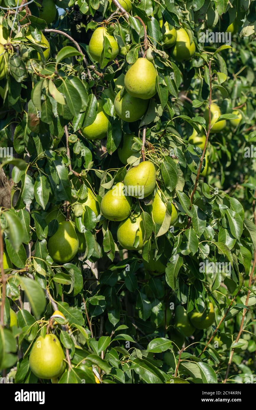 pere mature su albero di frutta Foto Stock