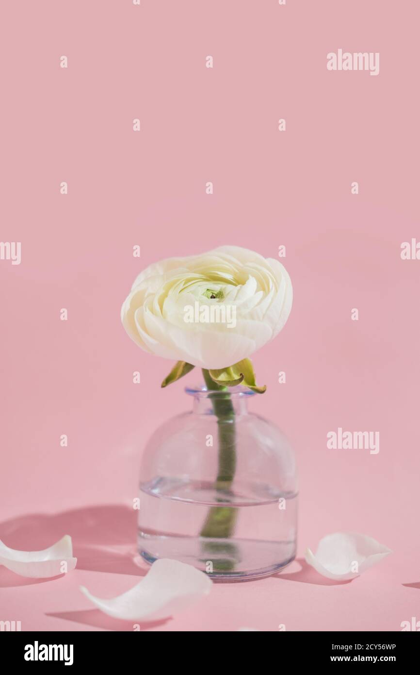 Fiori bianchi e petali di ranuncolo in vaso di vetro su sfondo rosa con luce dura. Primavera, estate, fioritura Foto Stock