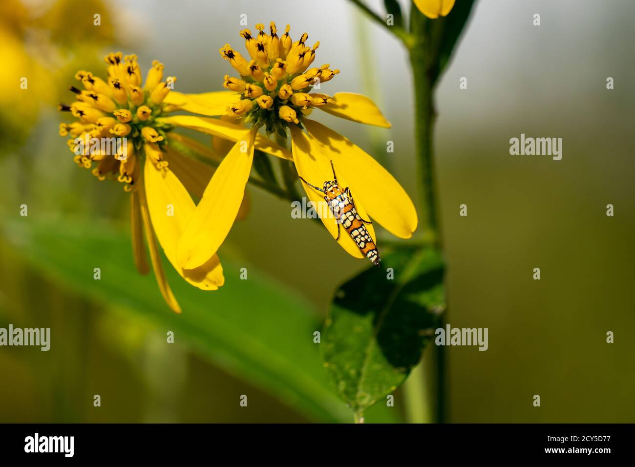 Ailanthus webworm Moth appollaiato su un fiore giallo Foto Stock