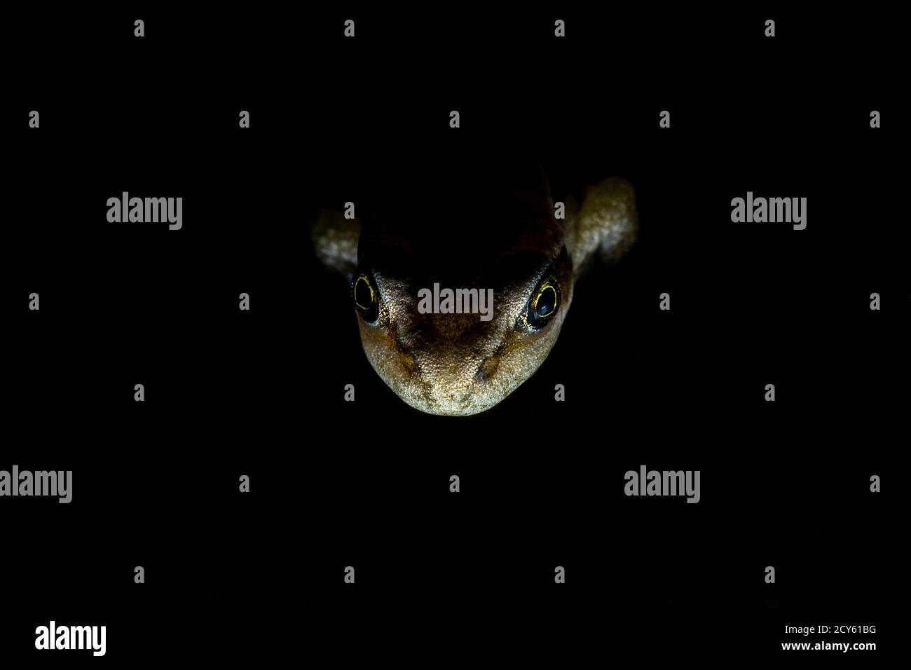 Rana della rana comune (Rana temporaria) Primo piano della faccia su sfondo nero Foto Stock