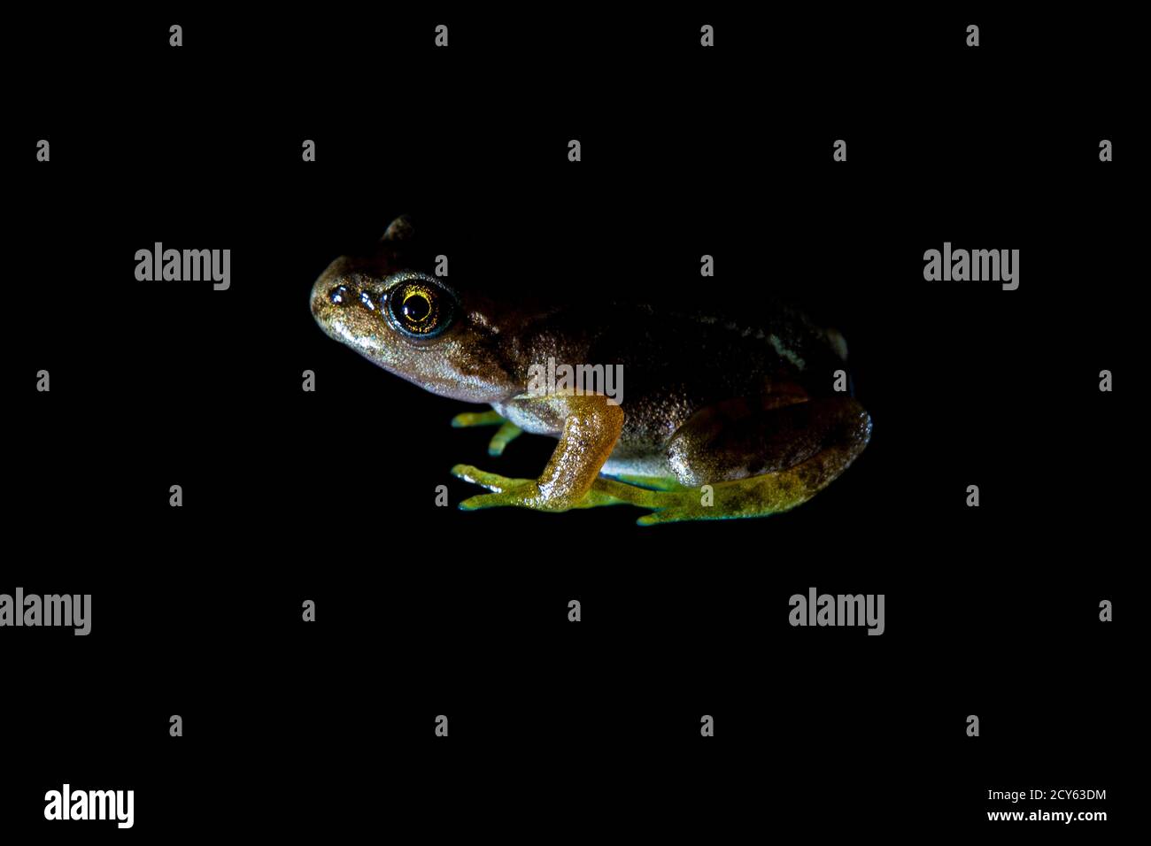 Rana della rana comune (Rana temporaria) Ritaglio su sfondo nero Foto Stock