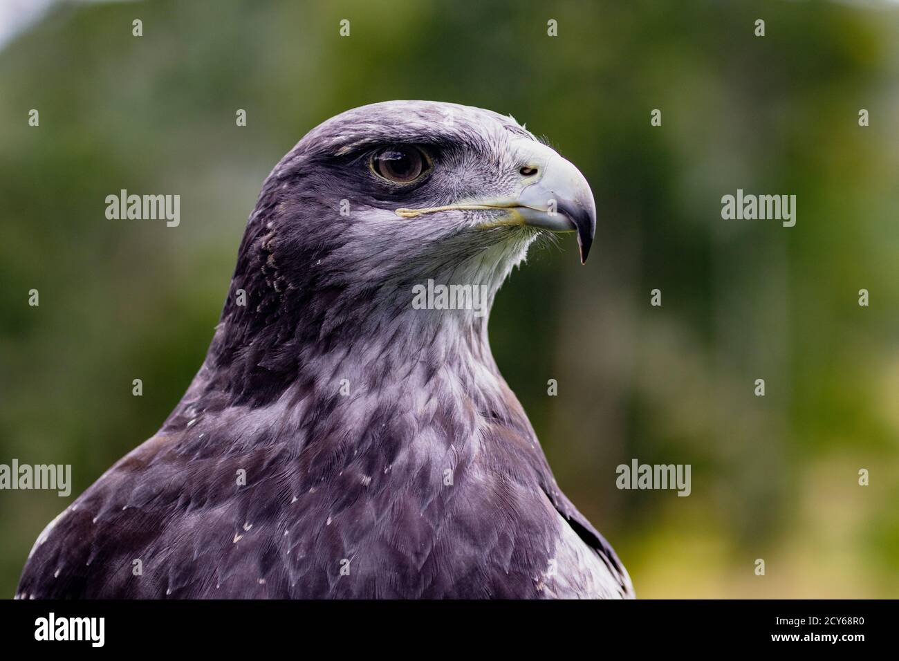 Close-up di Black-Chested Buzzard-Eagle testa in corrispondenza di un uccello centro di salvataggio in Ecuador a un uccello centro di salvataggio in Ecuador Foto Stock