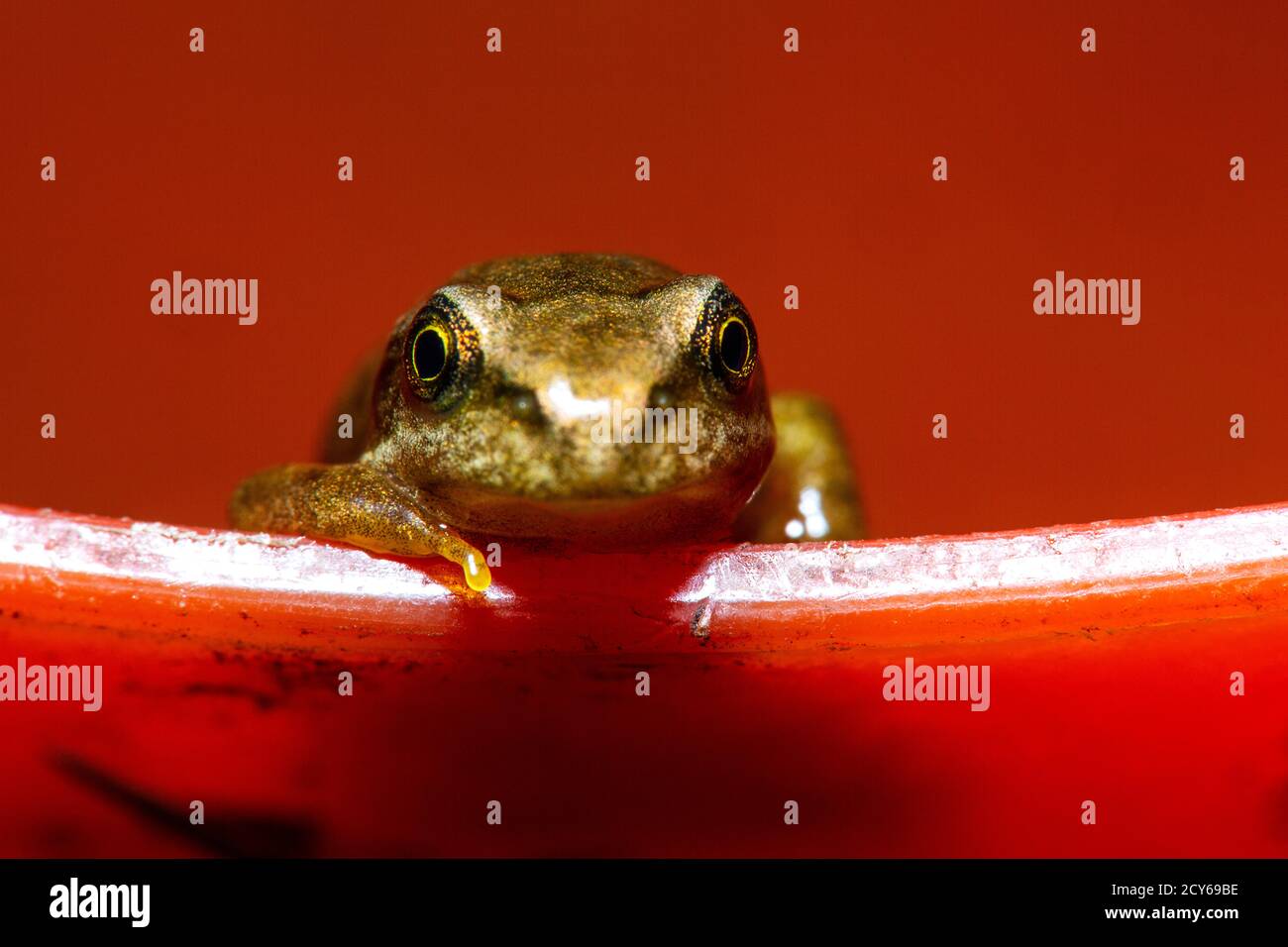 Rana della rana comune (Rana temporaria) Strisciare sul bordo di una ciotola Foto Stock