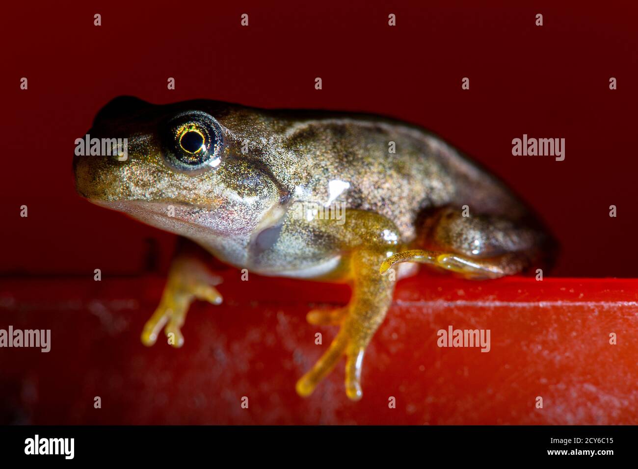 Rana della rana comune (Rana temporaria) Strisciando fuori da un ciotola Foto Stock