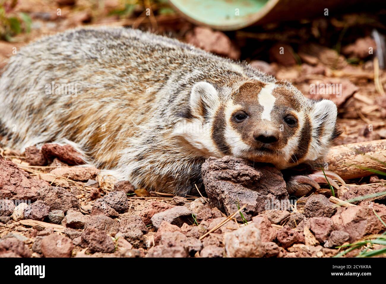 Primo piano di un badger che riposa la sua testa una roccia posa a terra mentre si guarda la fotocamera con profondità di campo poco profonda Foto Stock