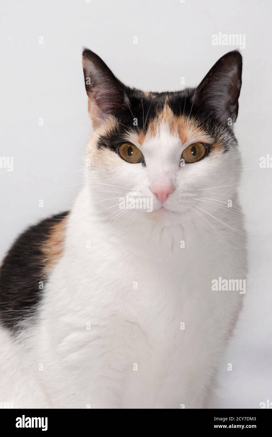 Bel ritratto di un gatto calico e bianco. Foto Stock