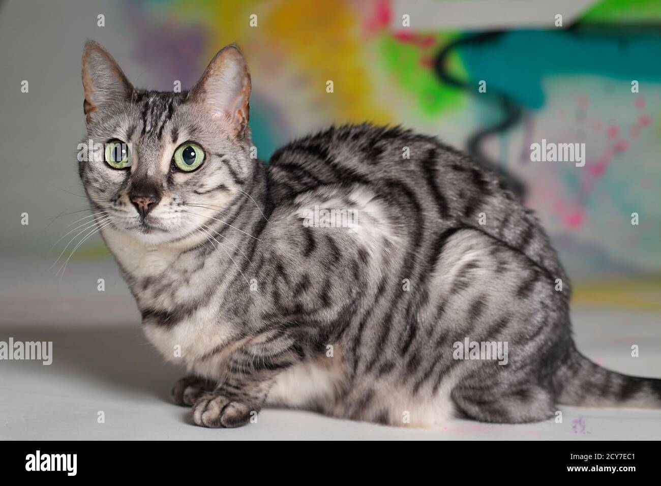 Gatto bengala d'argento seduto di fronte a un dipinto colorato. Foto Stock