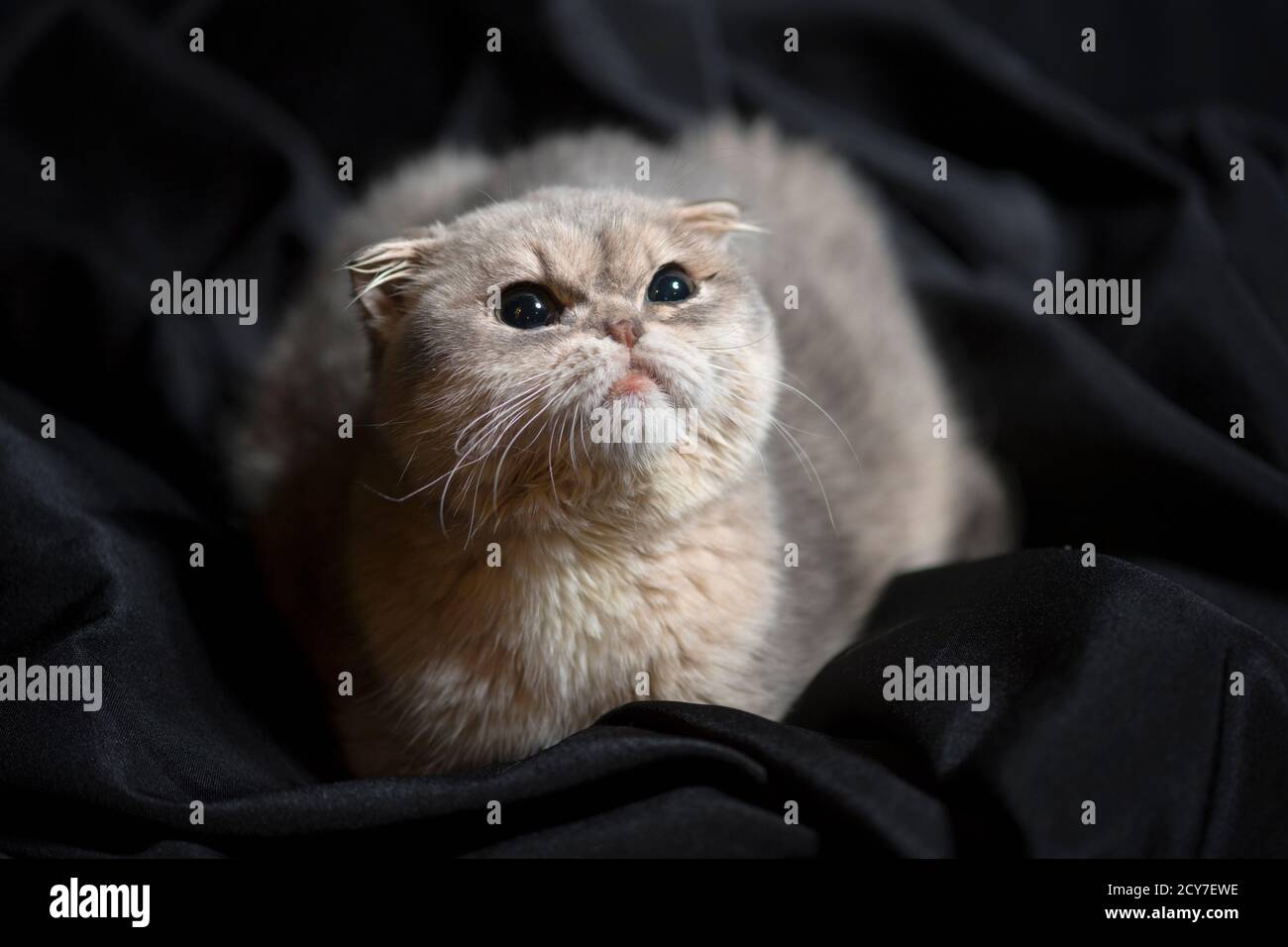Gattino scozzese color crema, seduto in tessuto scuro, guardando verso l'alto sopra la fotocamera. Foto Stock
