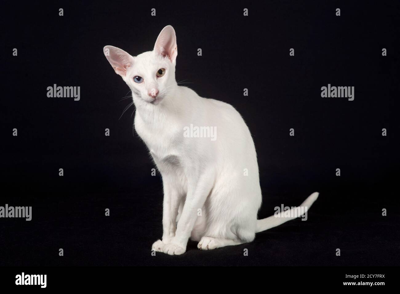 Gatto bianco orientale shorthair con due occhi di colore diverso. Foto Stock