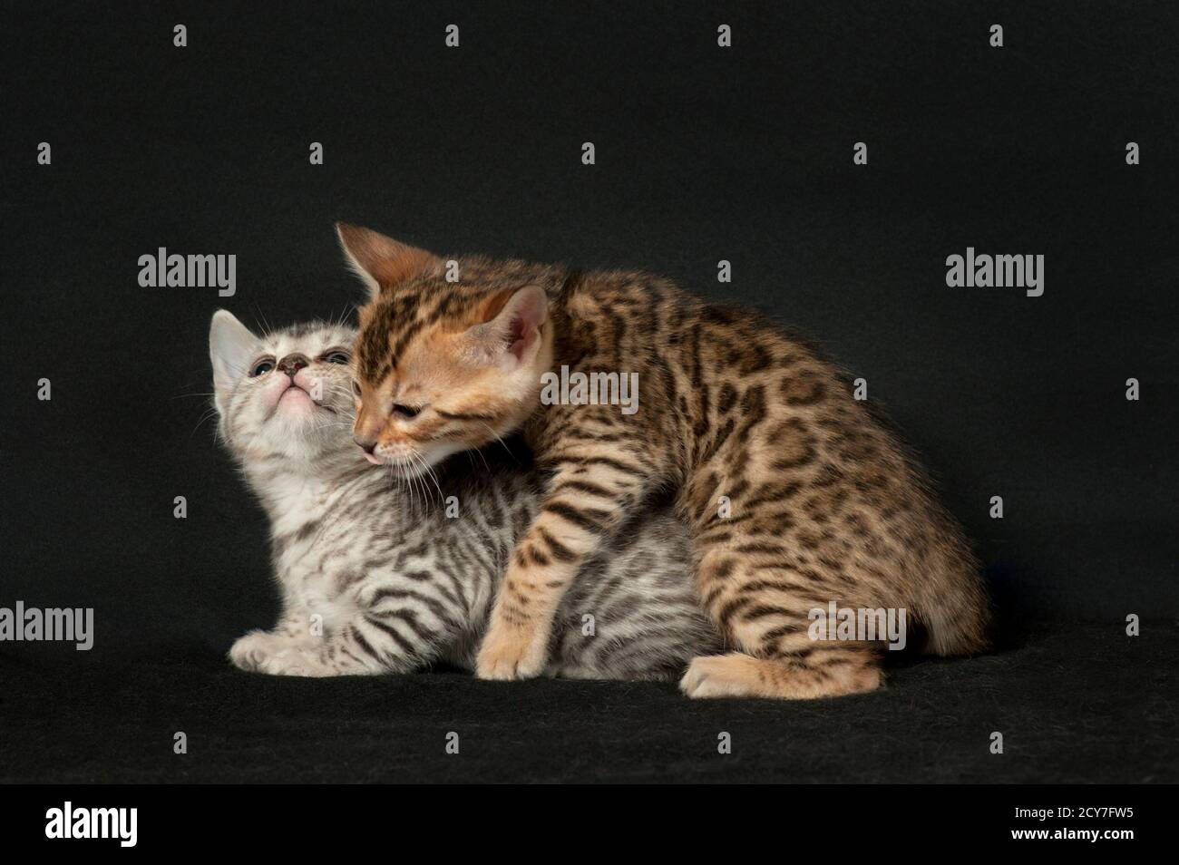 Due gattini del bengala, uno argento e uno marrone. Foto Stock