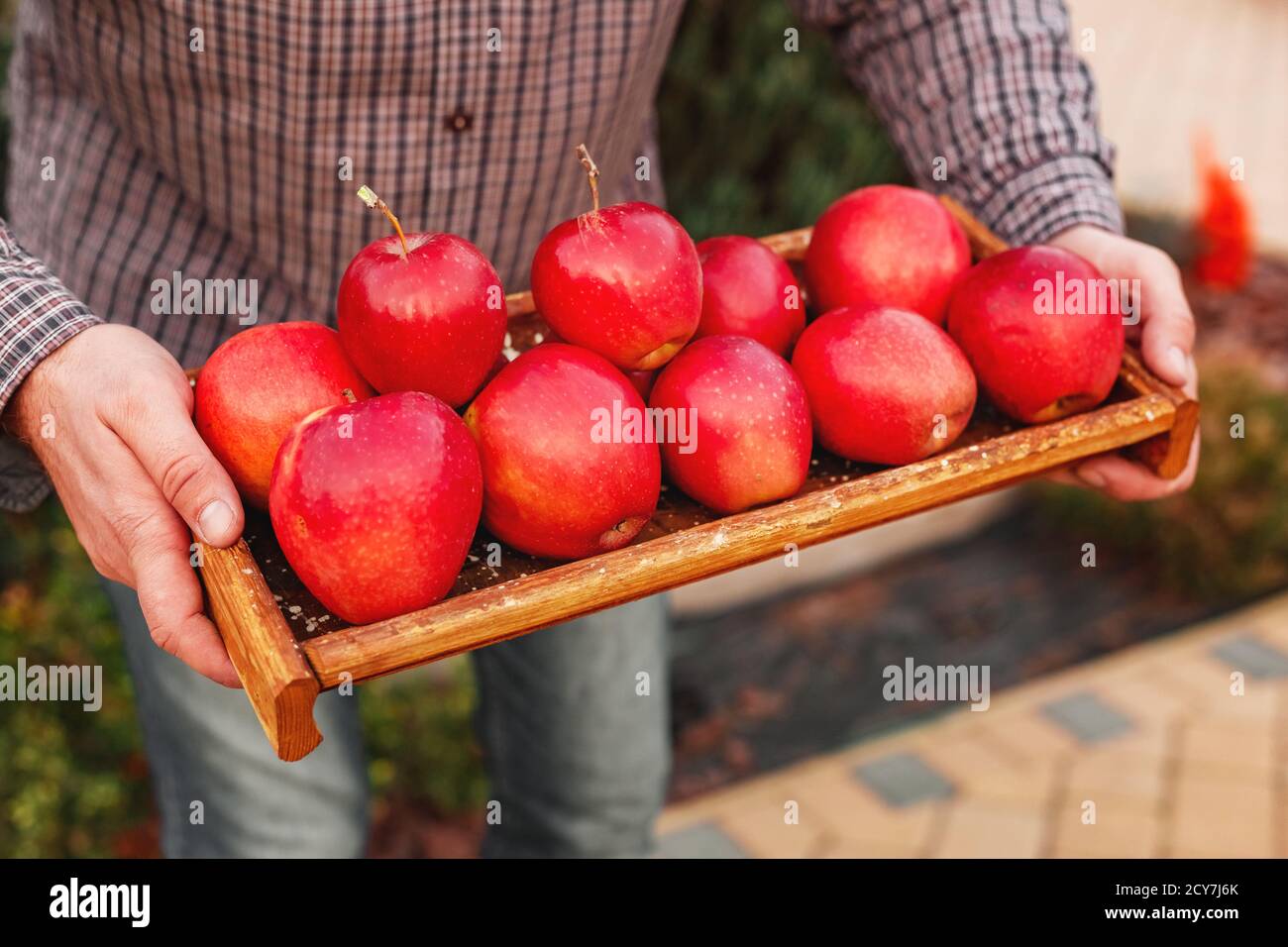 Fresche e mature rosso organico le mele in una scatola di legno nelle mani di sesso maschile. Raccolto autunnale di mele rosse per alimenti o di succo di mela su un giardino sullo sfondo. La raccolta Foto Stock