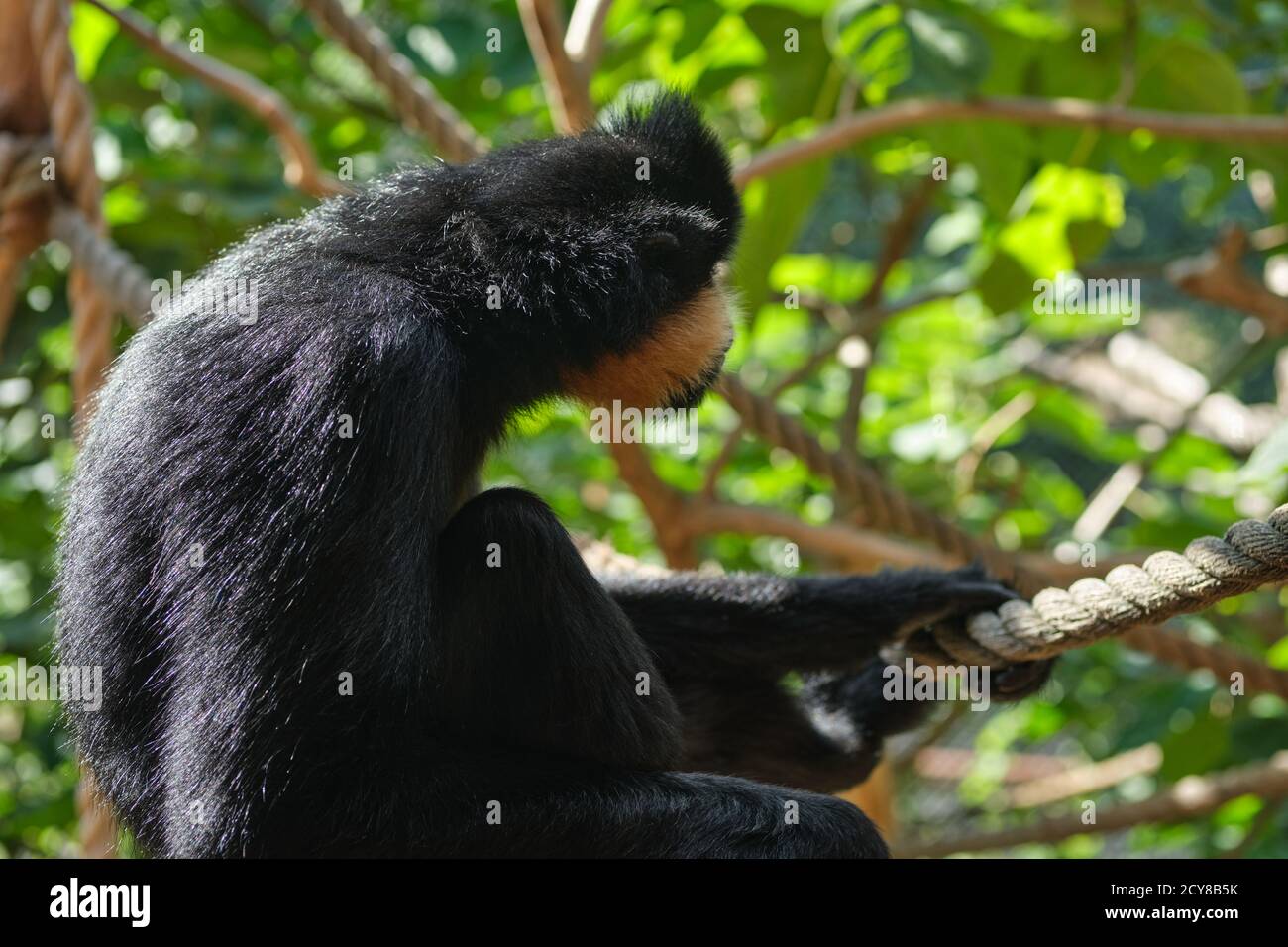 Vista laterale di un Gorilla occidentale seduto e tenendo una corda. Foto Stock