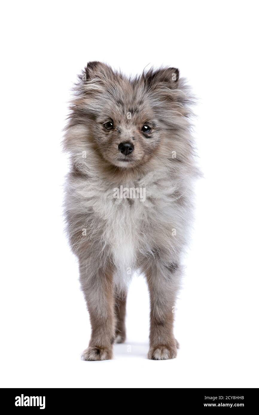 Cane Blue Merle Pomeranian di fronte a uno sfondo bianco Foto Stock