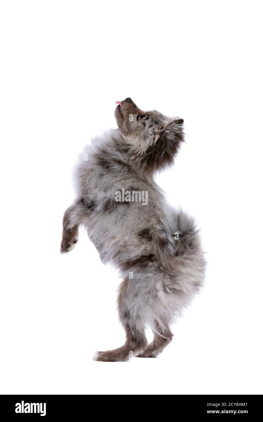 Cane Blue Merle Pomeranian di fronte a uno sfondo bianco Foto Stock