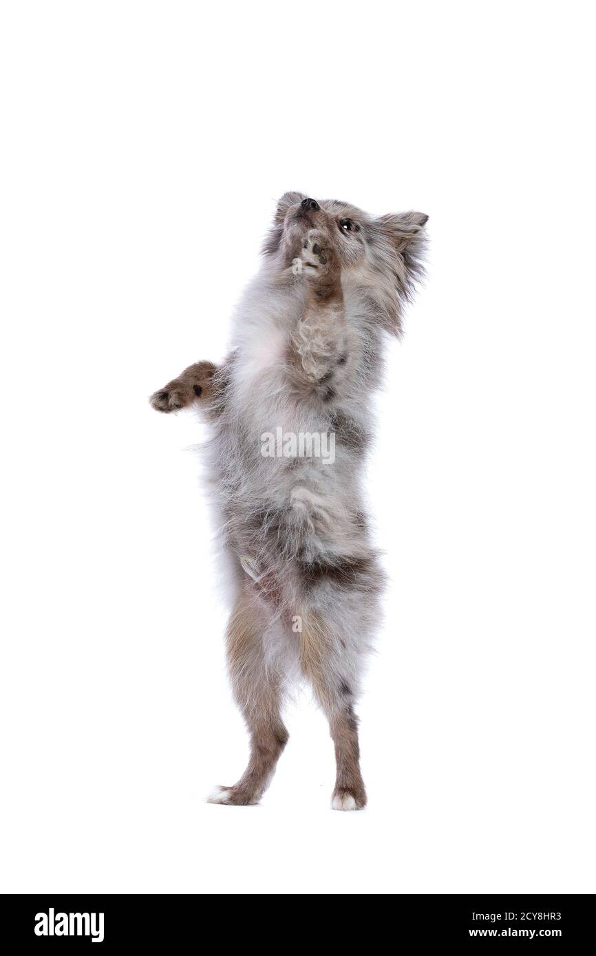 Cane Blue Merle Pomeranian di fronte a uno sfondo bianco Foto Stock