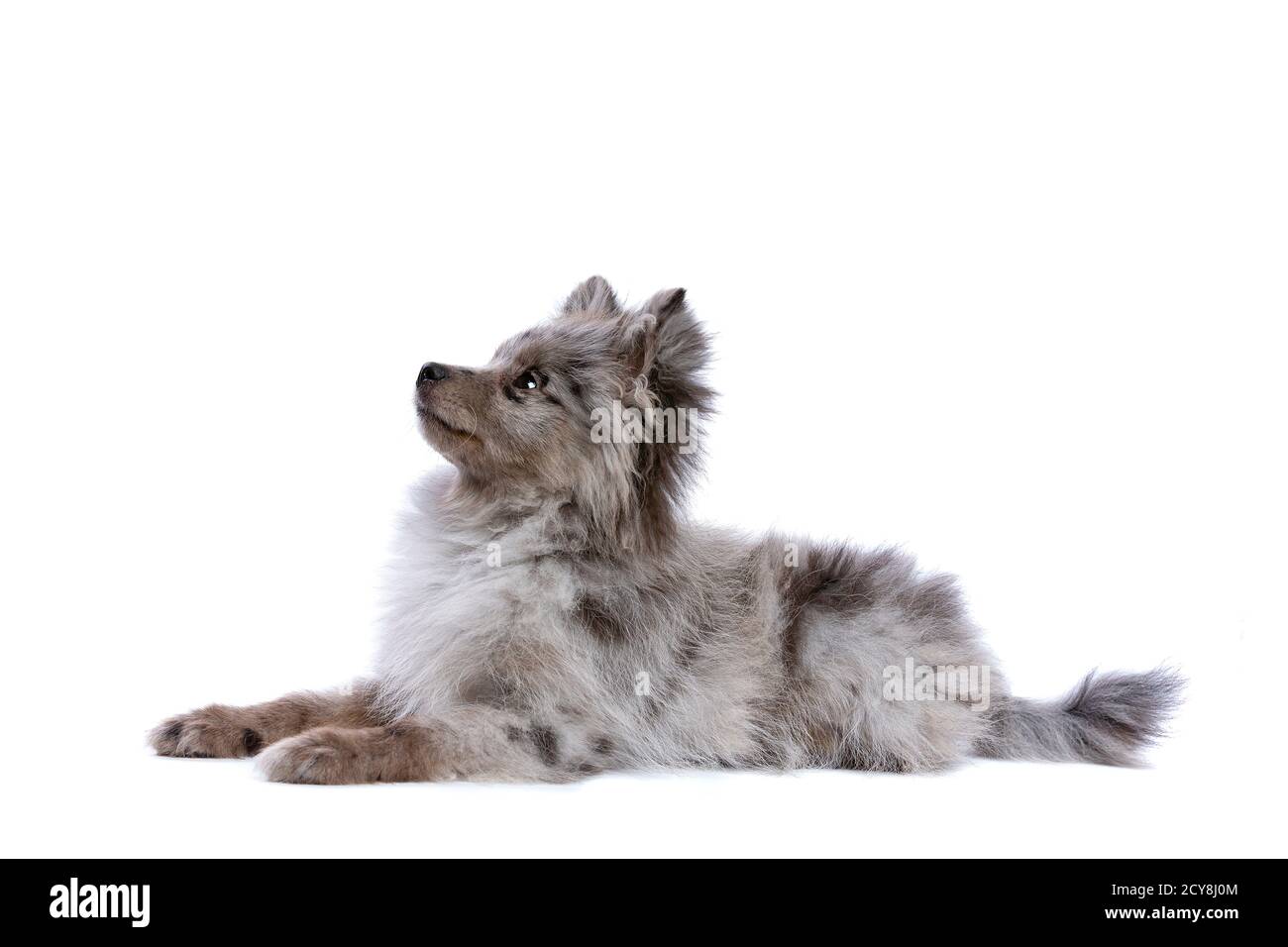 Cane Blue Merle Pomeranian di fronte a uno sfondo bianco Foto Stock