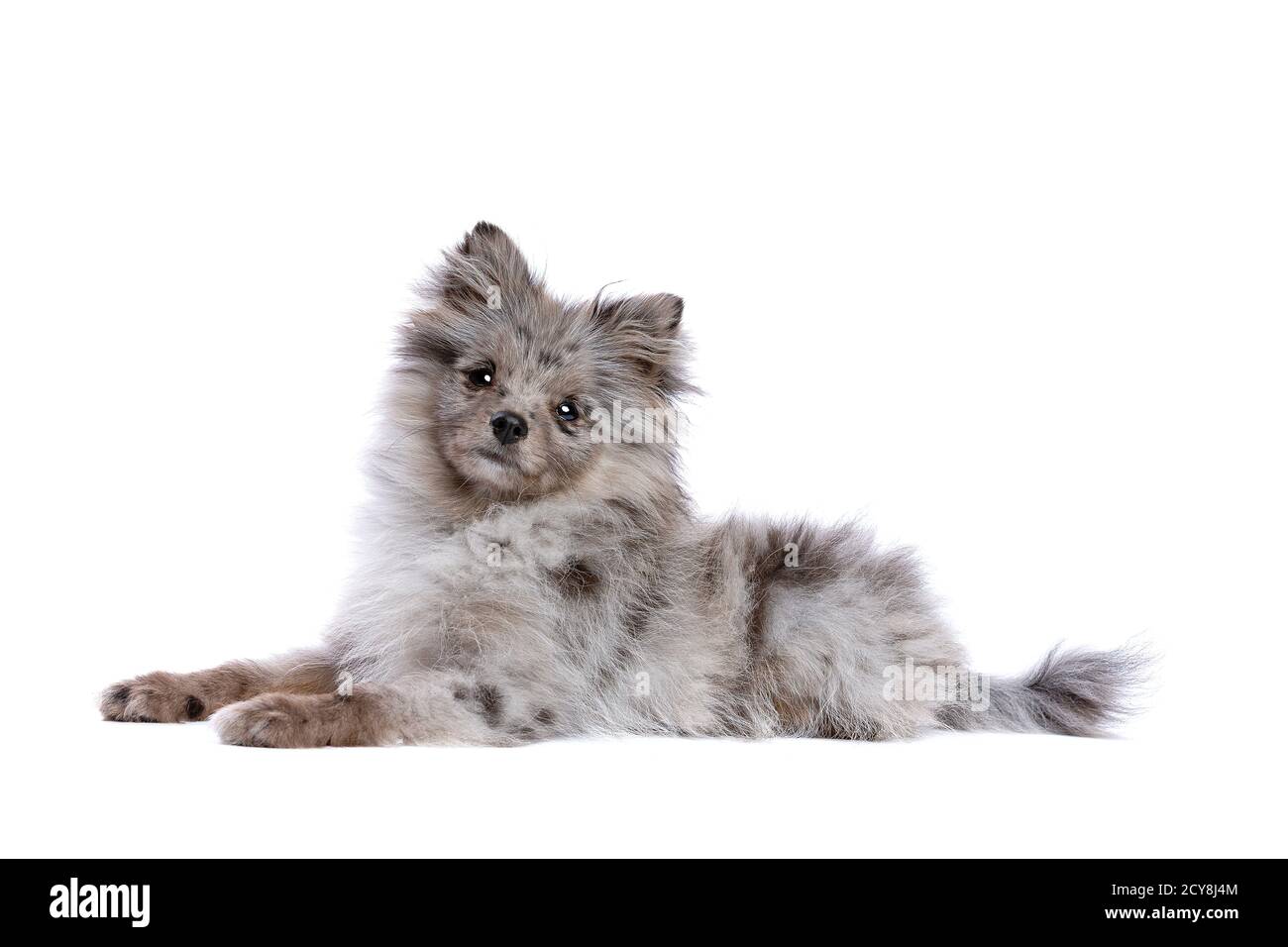 Cane Blue Merle Pomeranian di fronte a uno sfondo bianco Foto Stock
