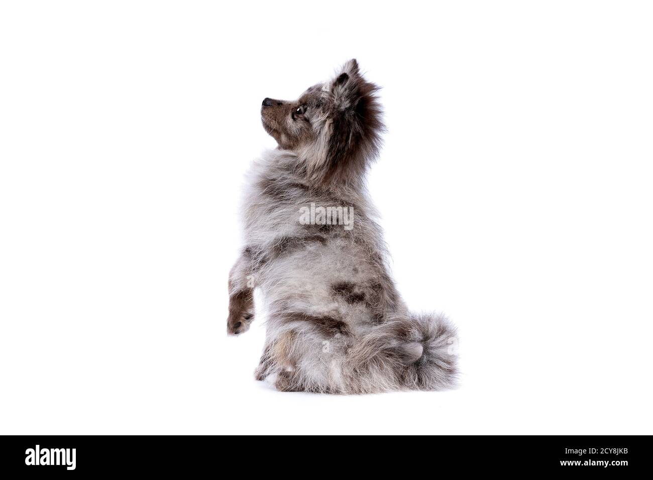 Cane Blue Merle Pomeranian di fronte a uno sfondo bianco Foto Stock