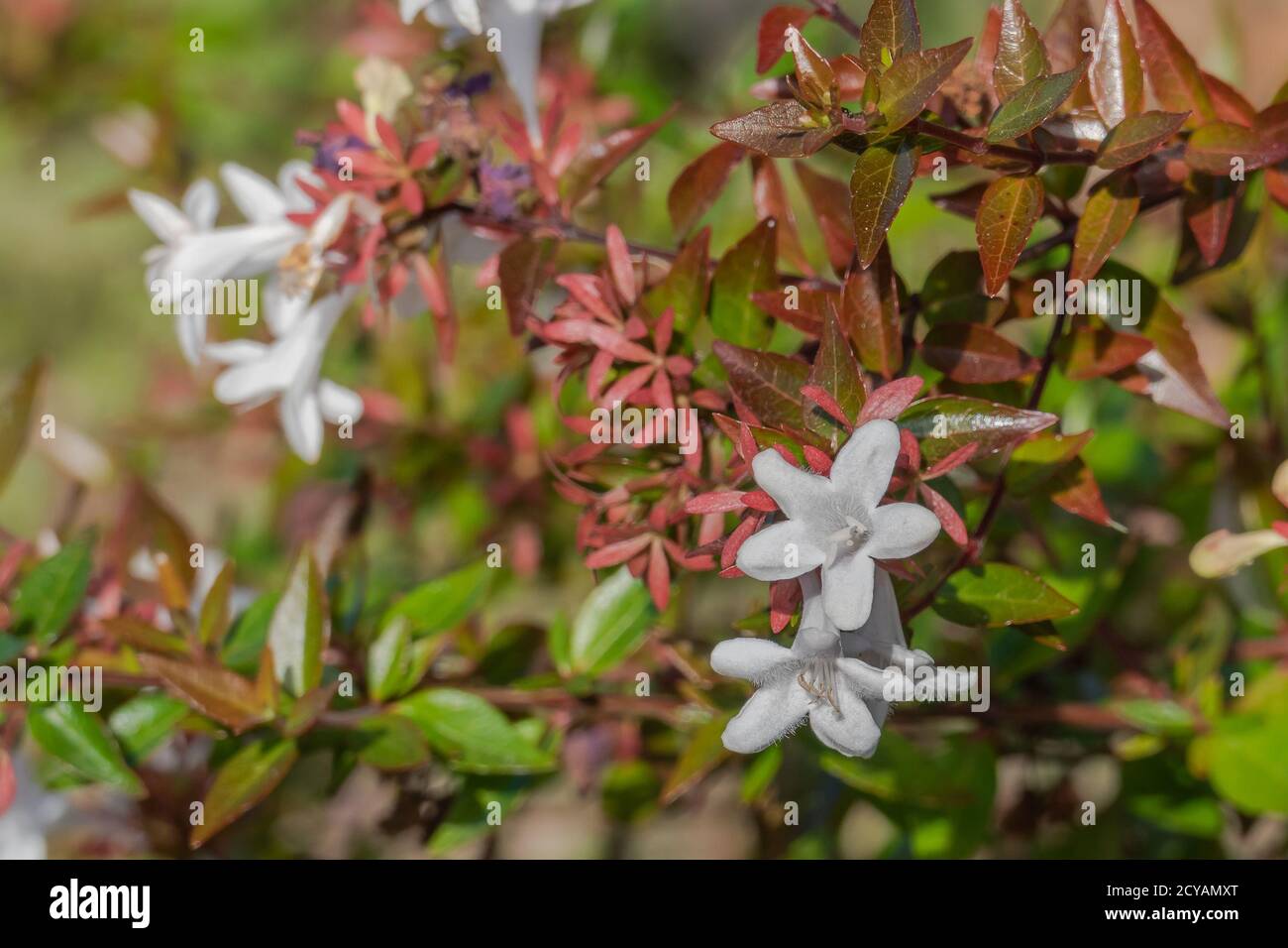 siepe fiori abelia grandiflora vista ravvicinata in estate Foto Stock