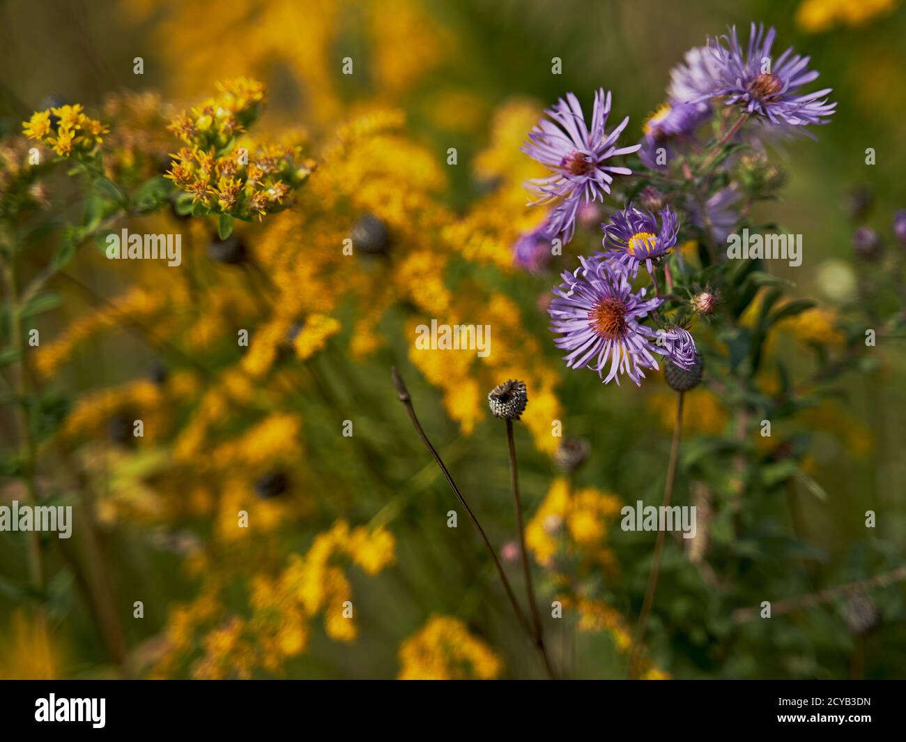 primo piano di fiori selvatici viola e giallo autunno in fiore Foto Stock