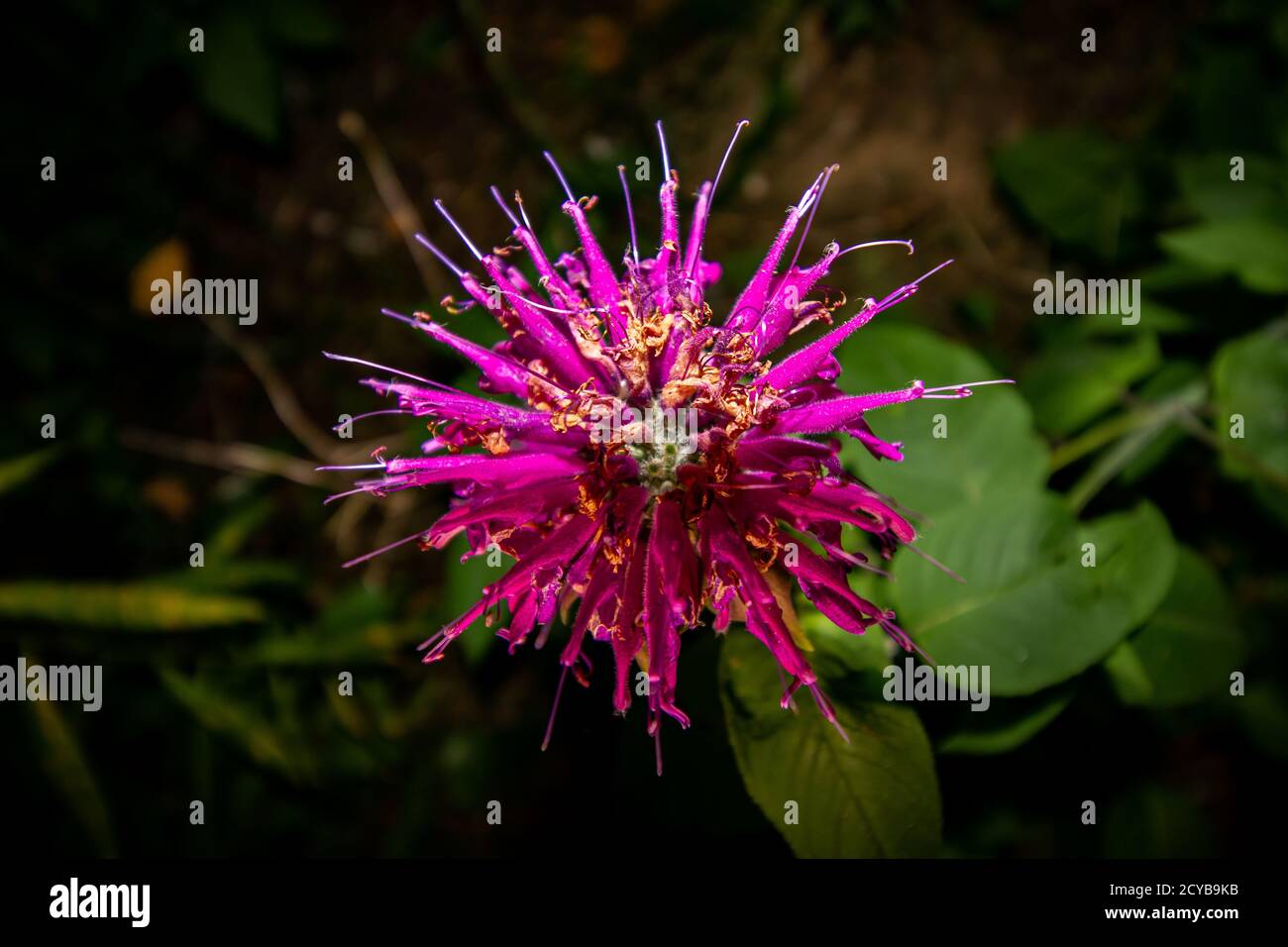 Primo piano di un fiore Bee Balm. I fiori reali sono chiusi per la notte. Foto Stock