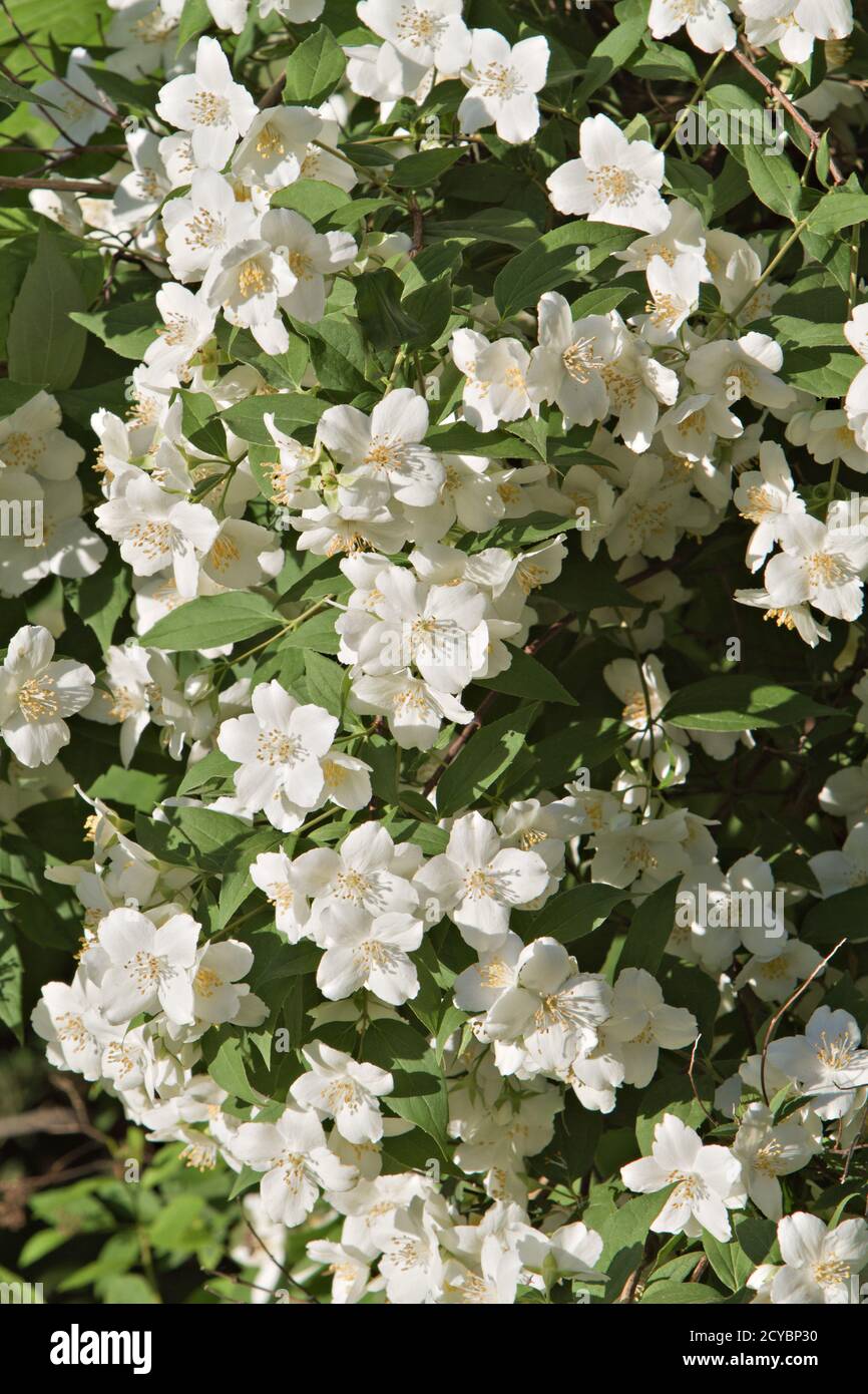 Albero arancione mock - (Philadelphus coronarius) fiori Foto Stock