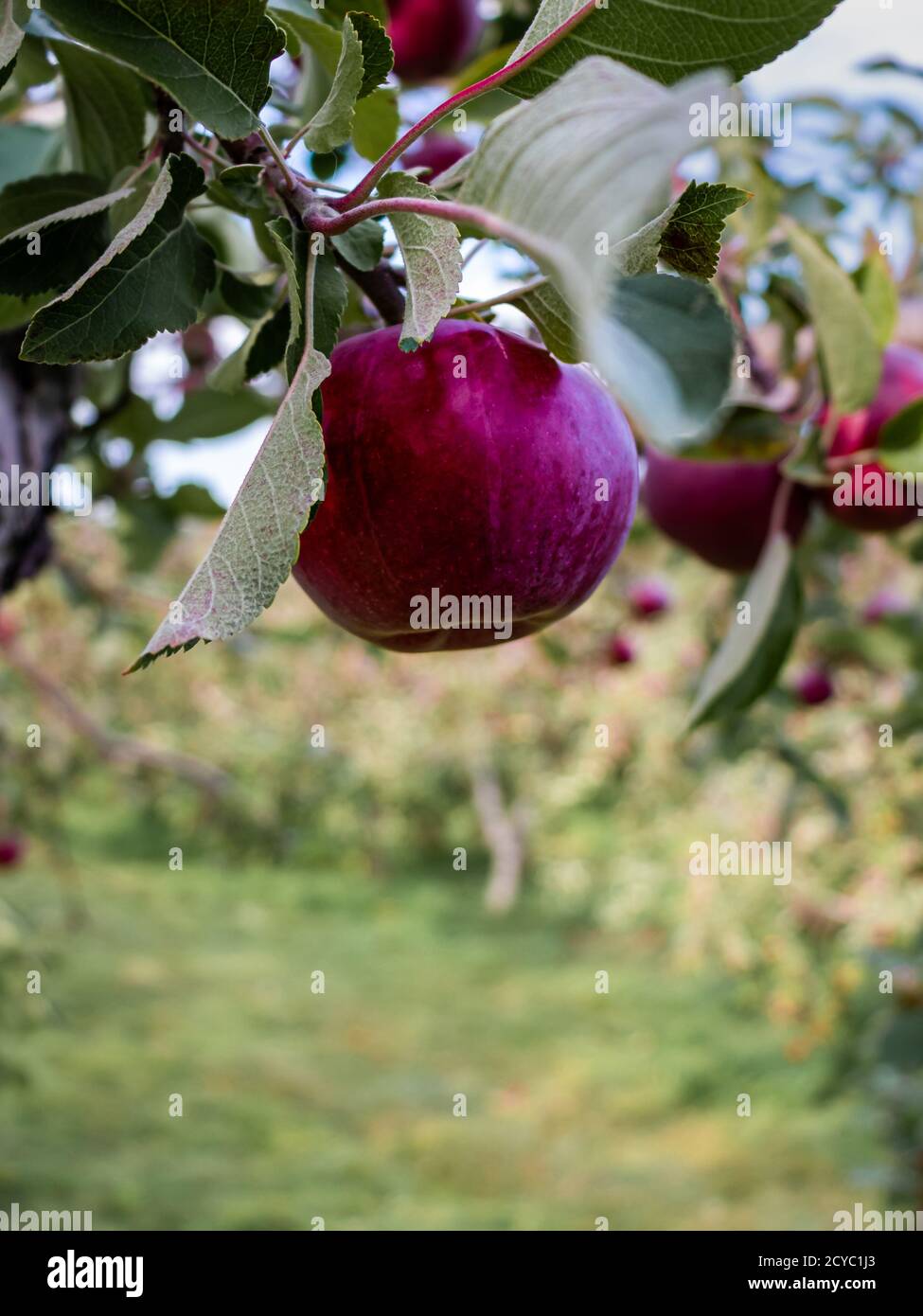 Una mela appesa nel suo albero. Foto Stock